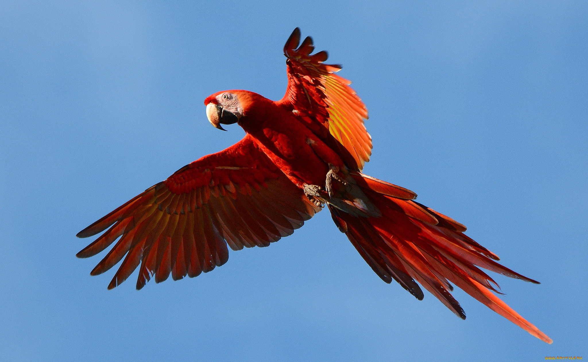 животные, попугаи, птичка