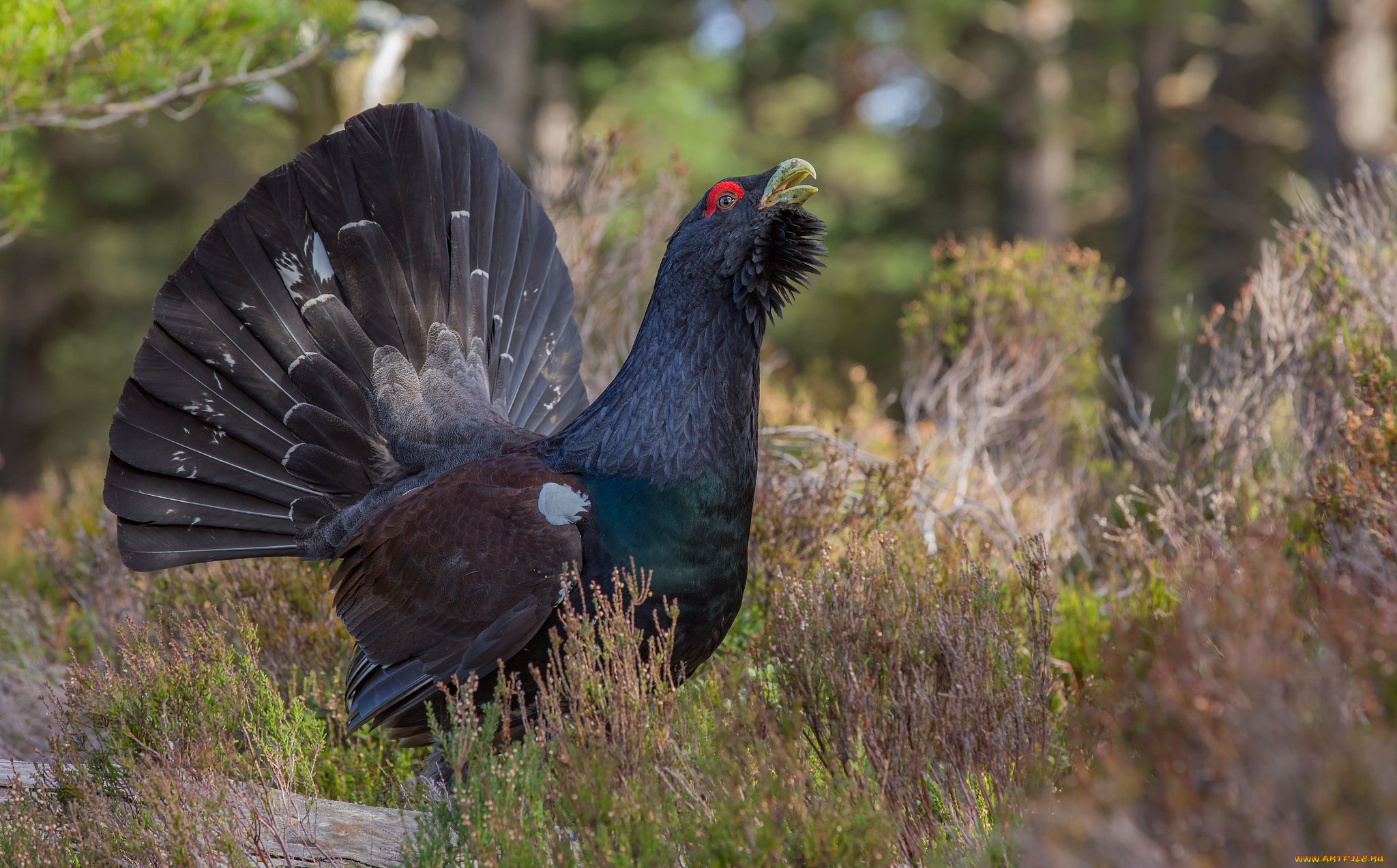 животные, глухари, , тетерева, птичка