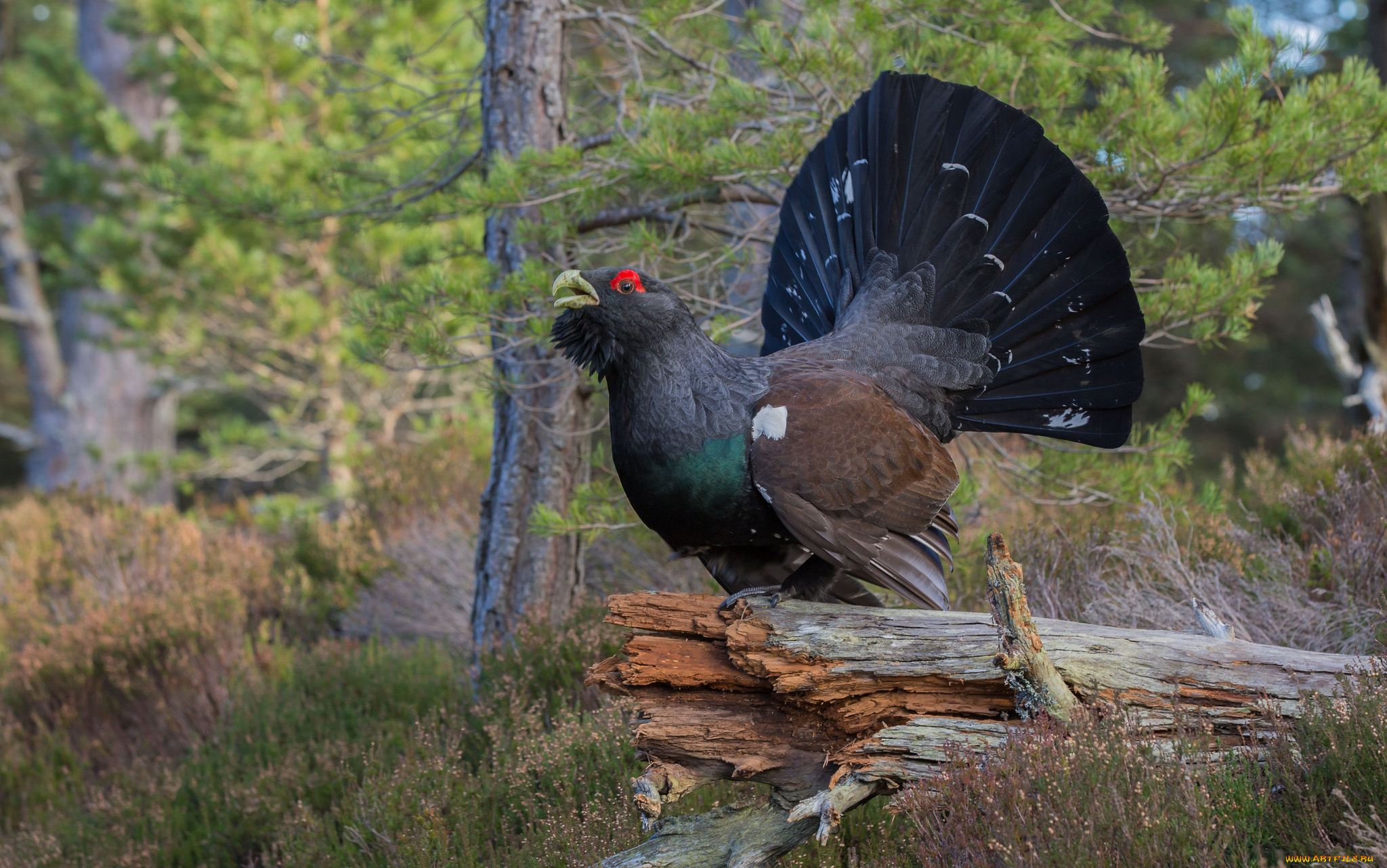 животные, глухари, , тетерева, птичка