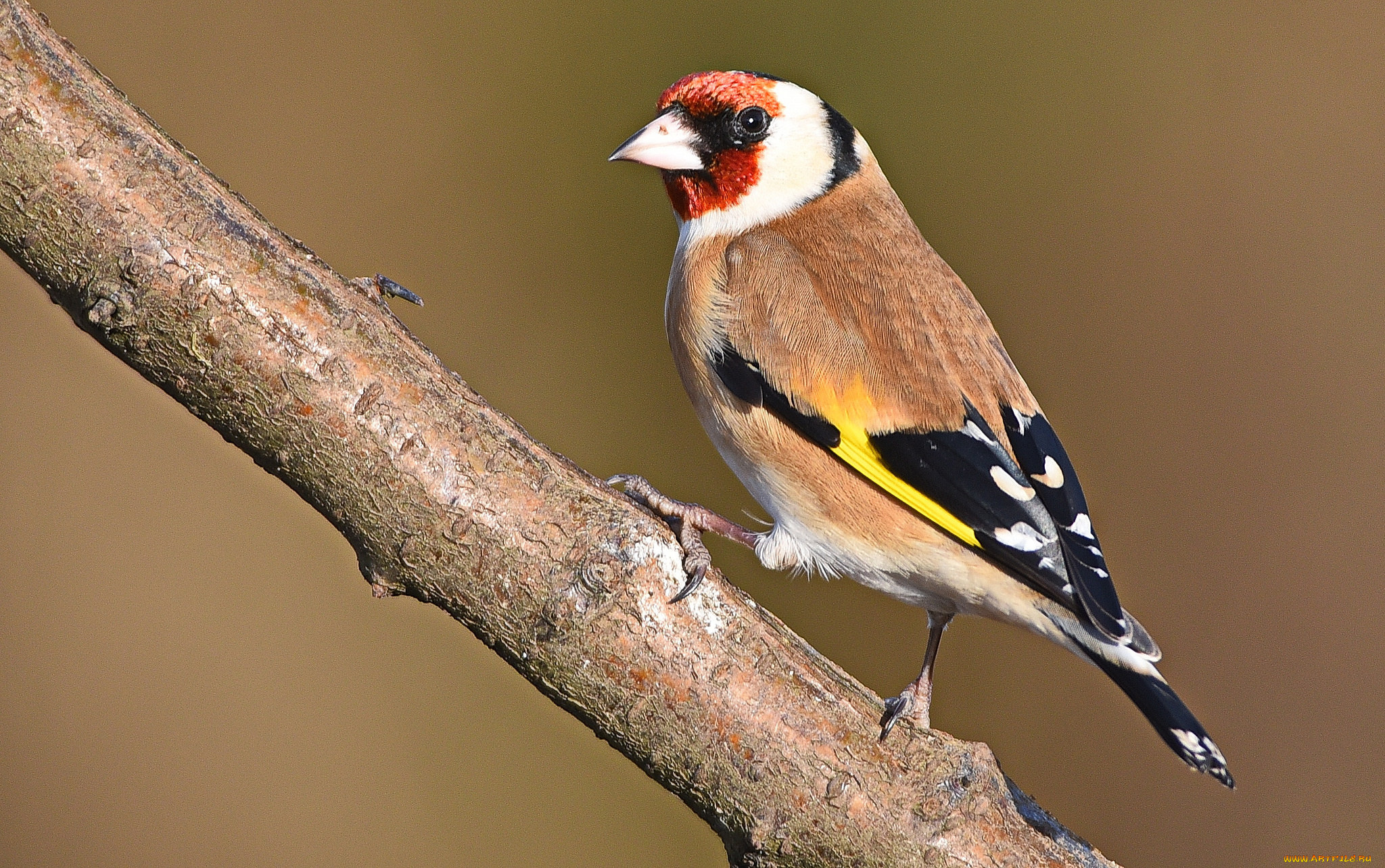 животные, птицы, птичка