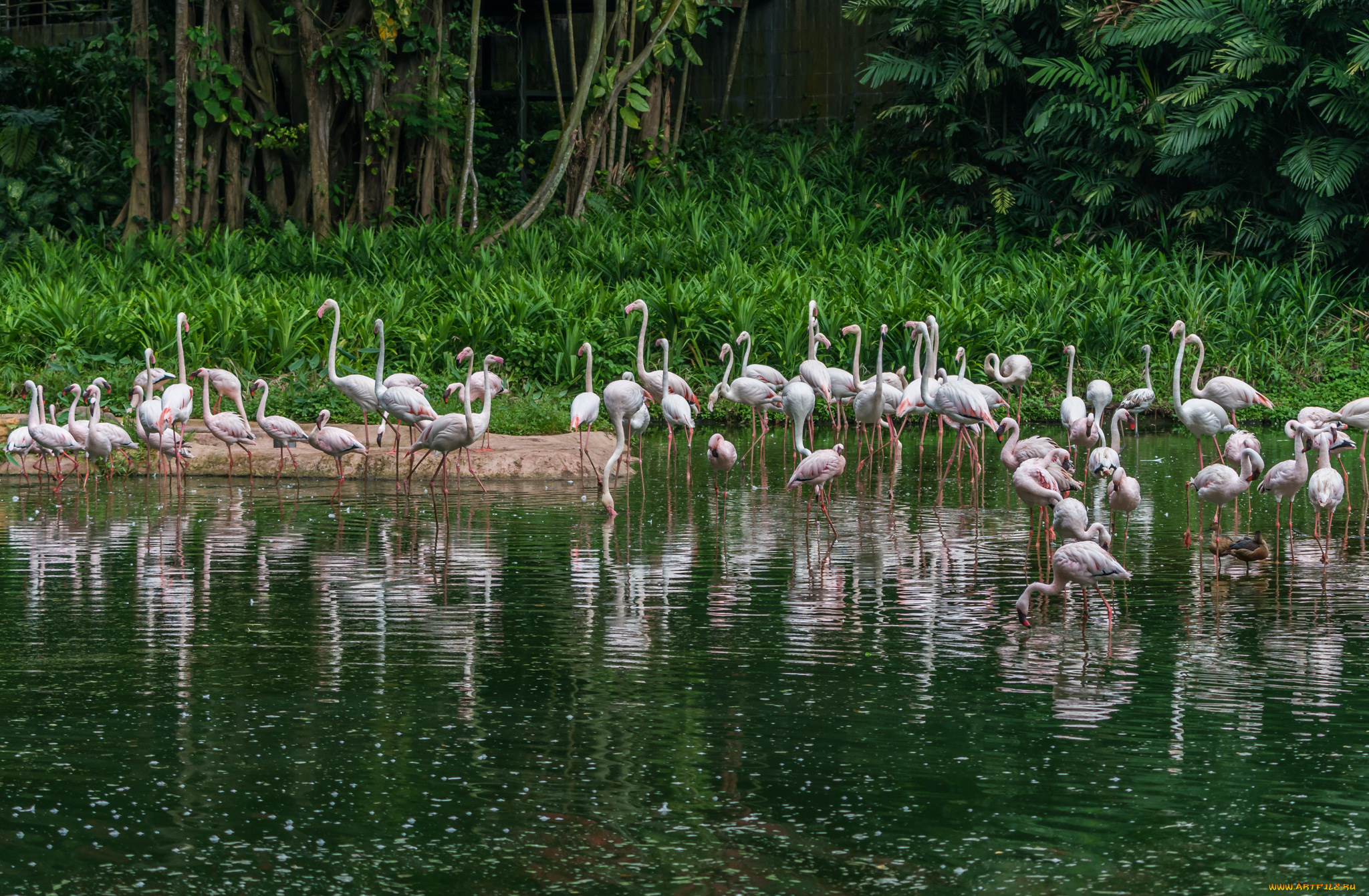 животные, фламинго, птичка