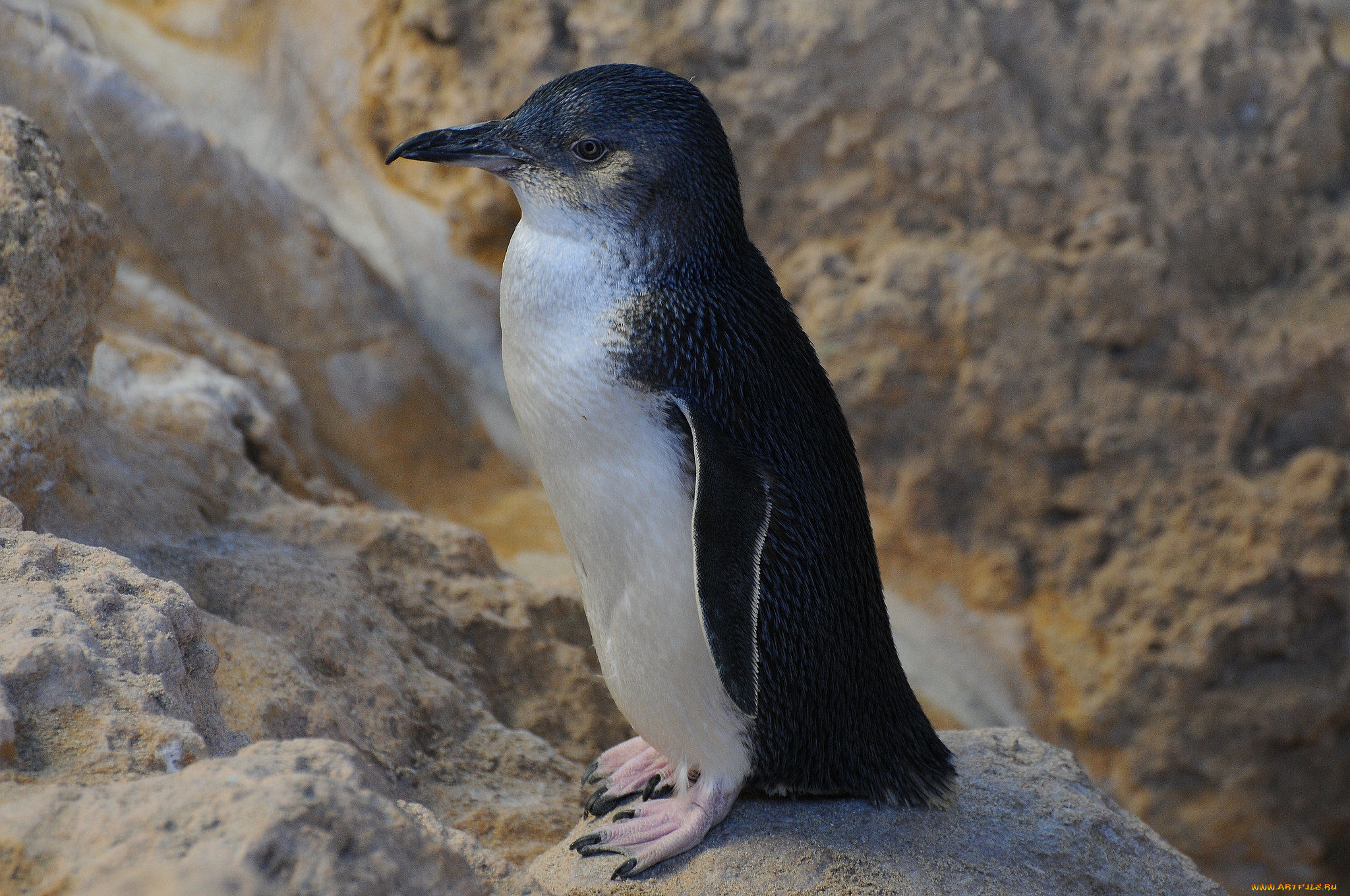 животные, пингвины, птичка