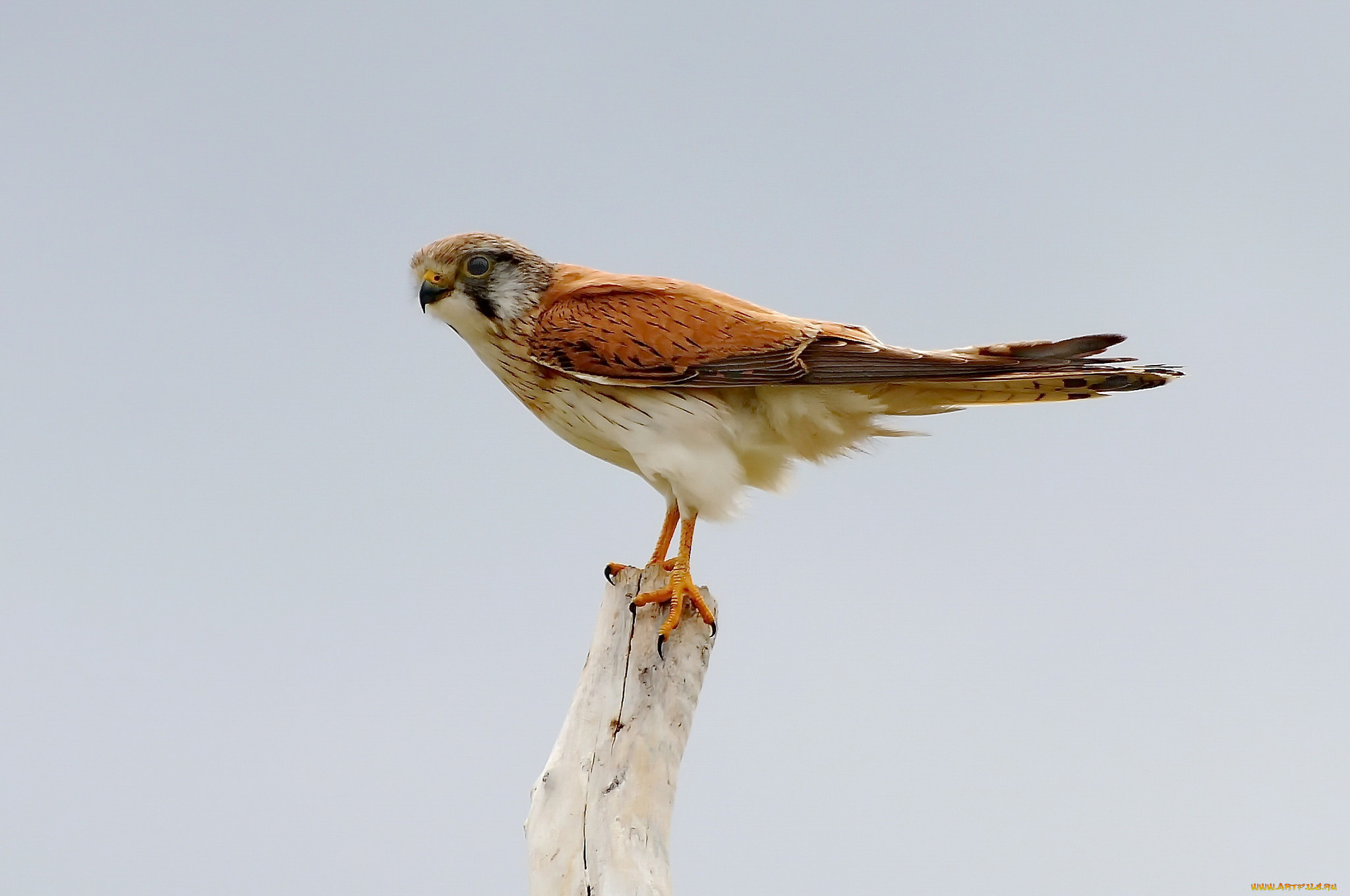 животные, птицы, -, хищники, птичка