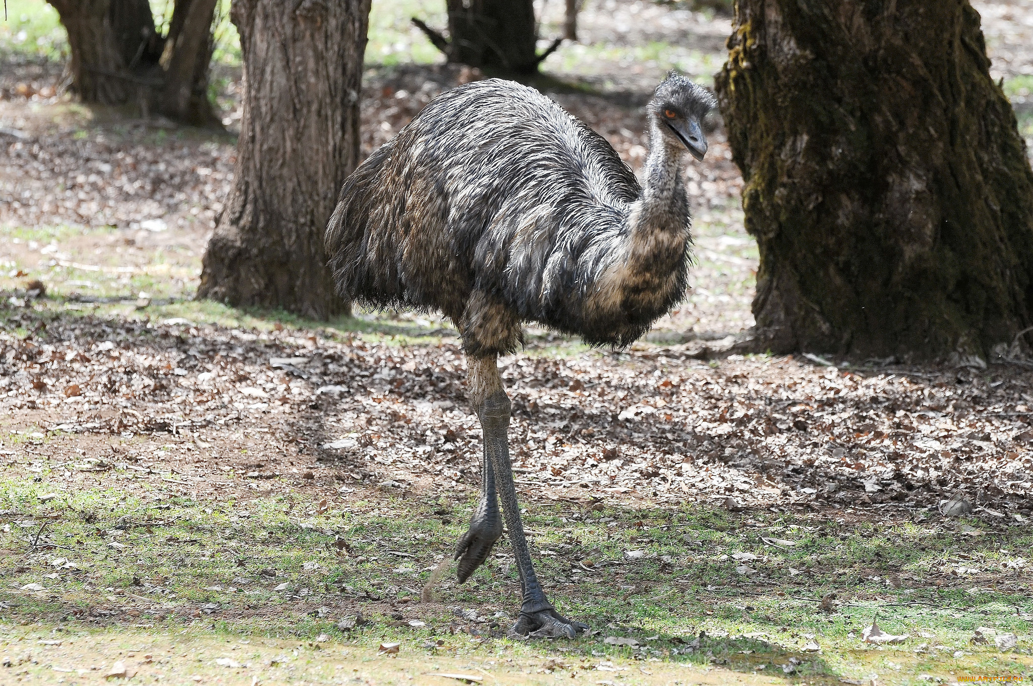 животные, страусы, птичка