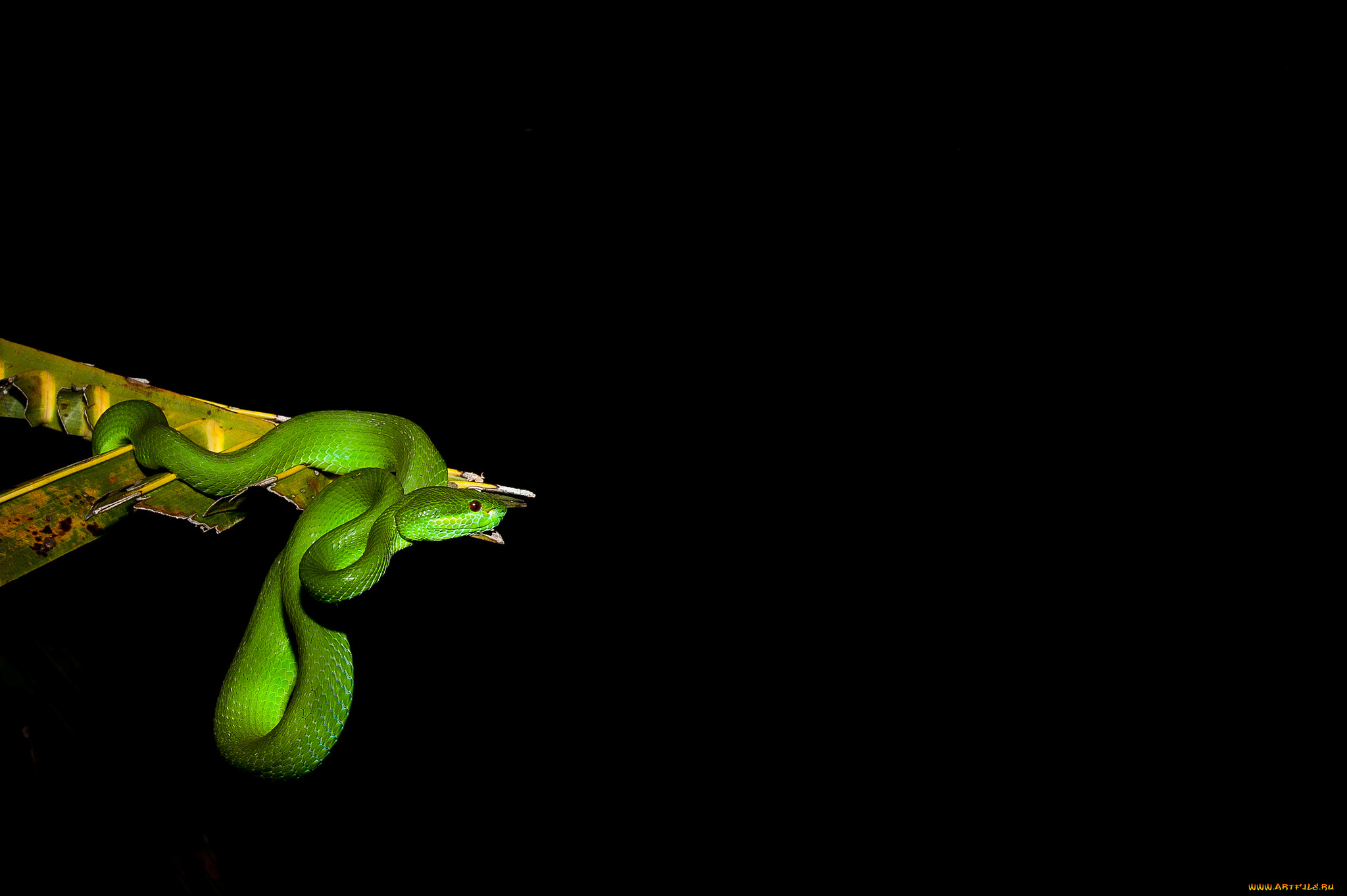 животные, змеи, , питоны, , кобры, змейка