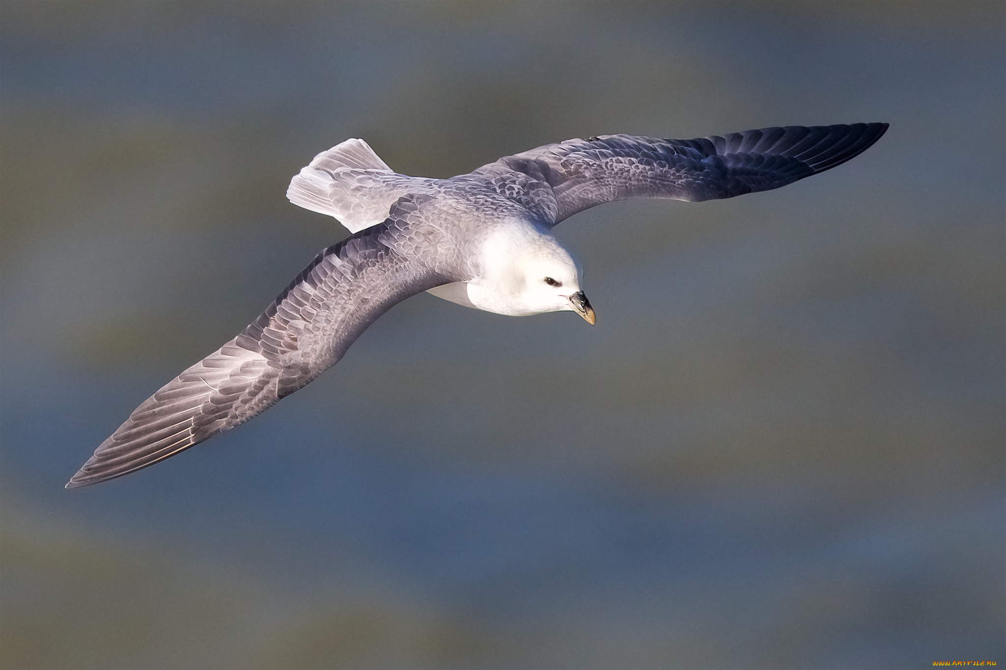 животные, Чайки, , бакланы, , крачки, птичка