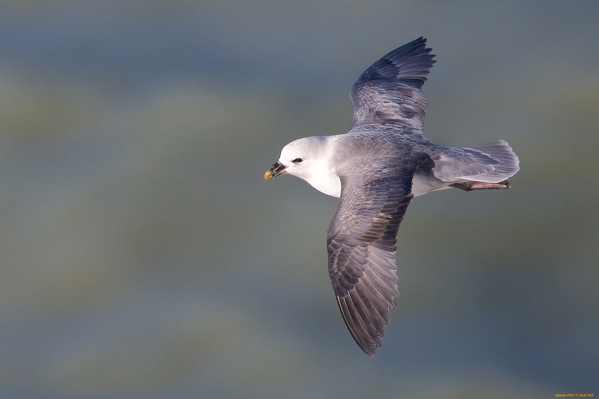 животные, Чайки, , бакланы, , крачки, птичка