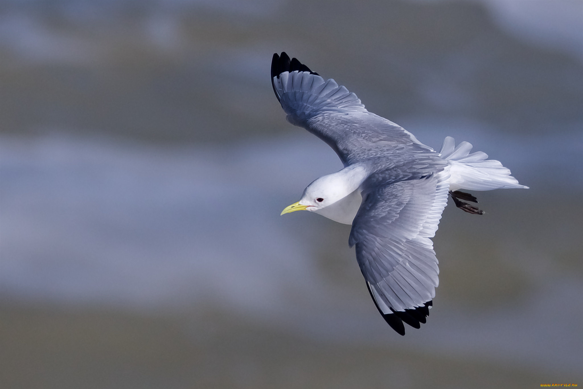 животные, Чайки, , бакланы, , крачки, птичка
