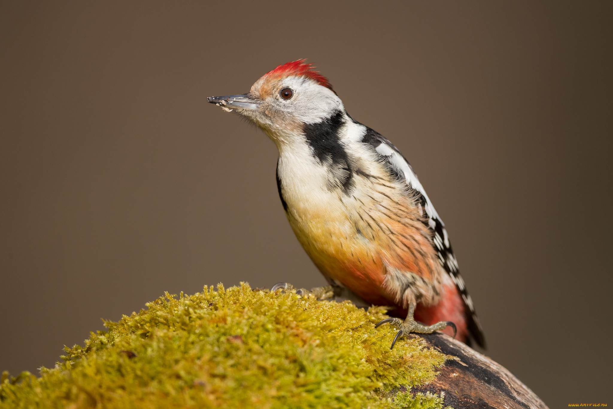 животные, дятлы, птичка