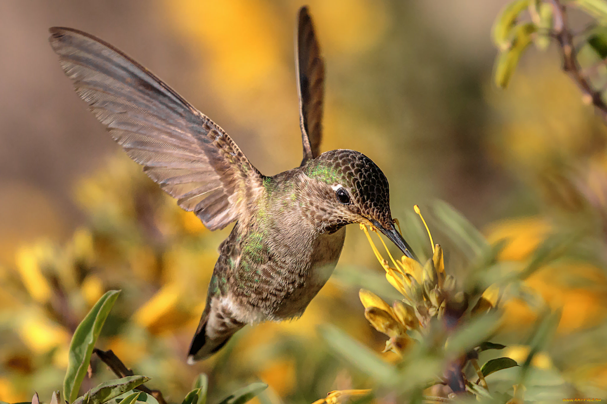 животные, колибри, птичка
