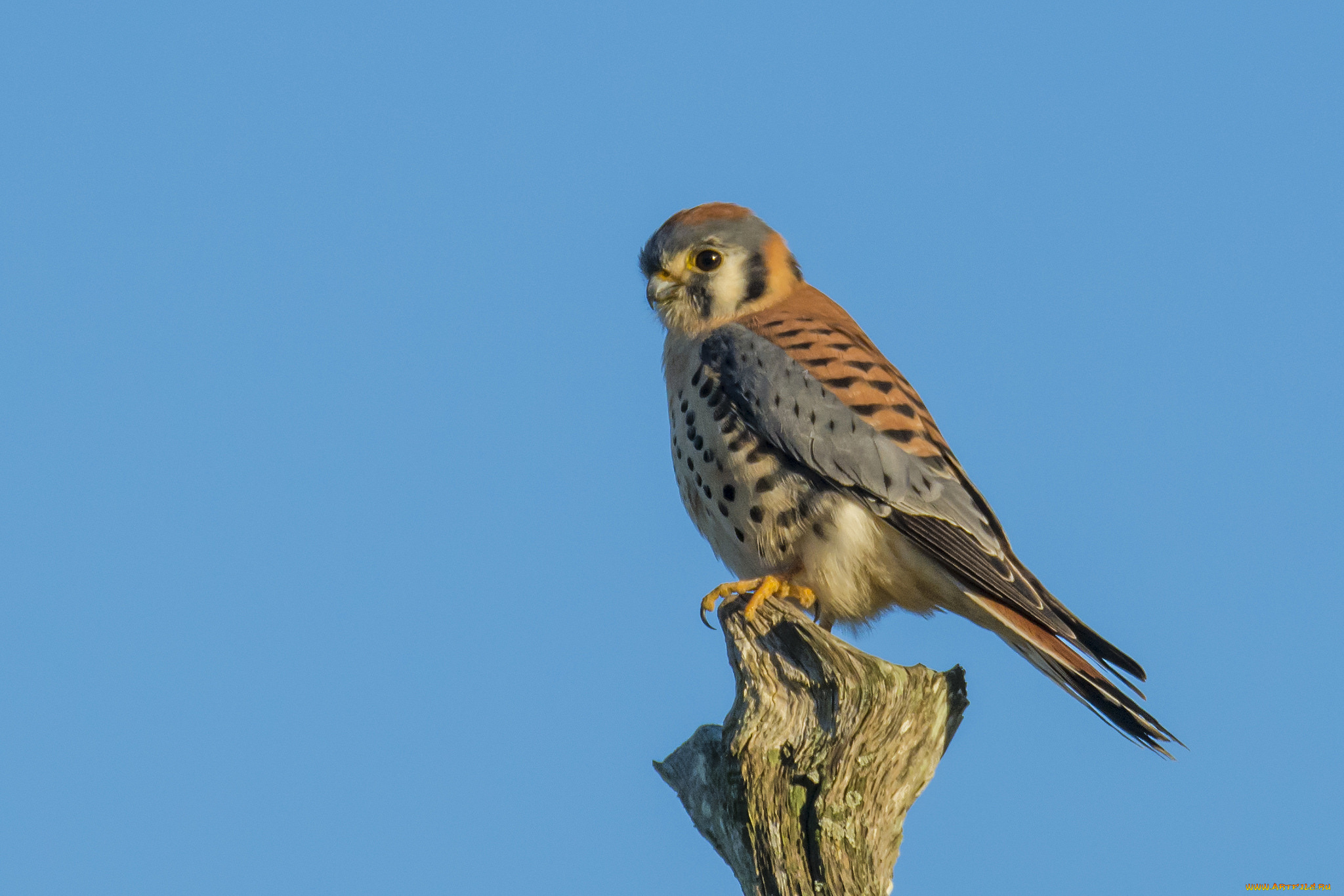 животные, птицы, -, хищники, птичка