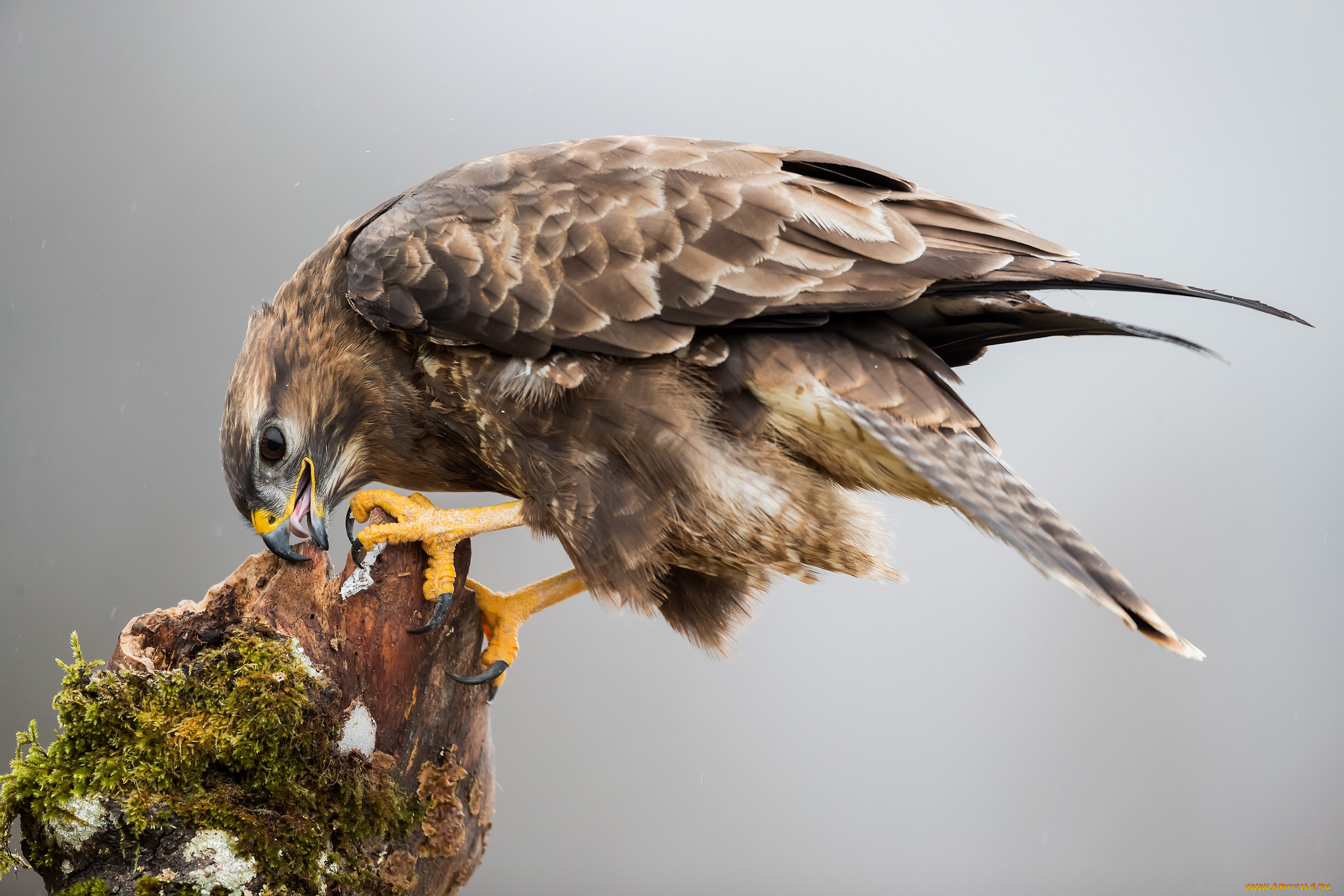 животные, птицы, -, хищники, птичка