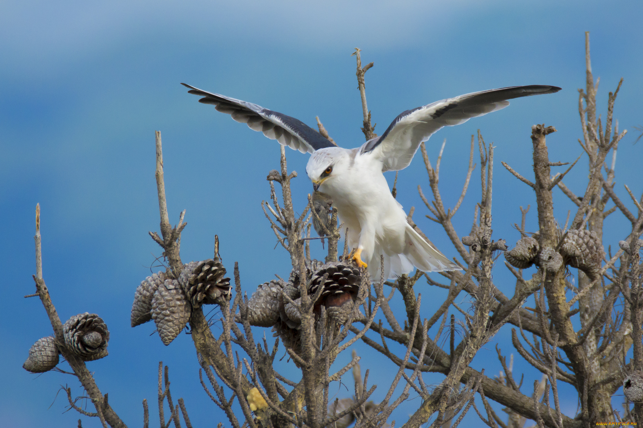 животные, птицы, -, хищники, птичка