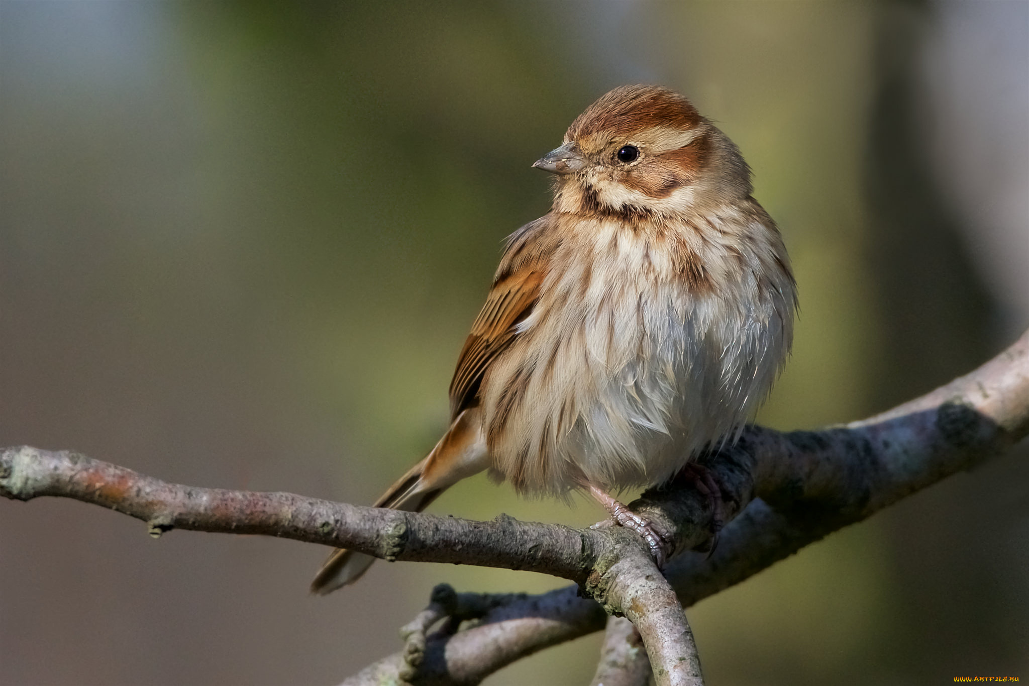 животные, птицы, птичка