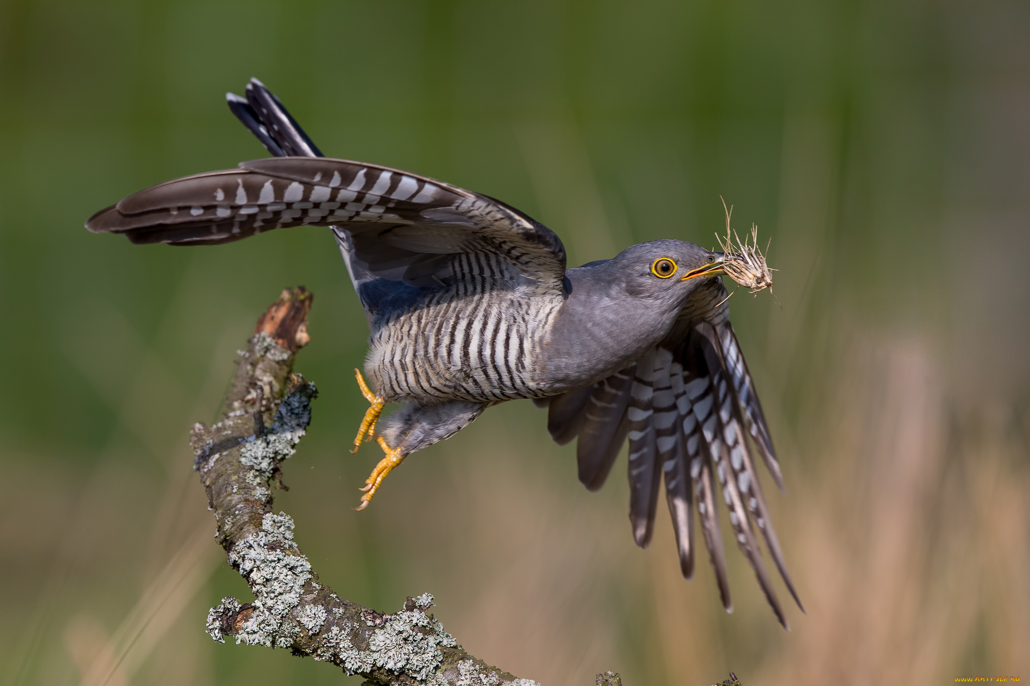 животные, птицы, птичка