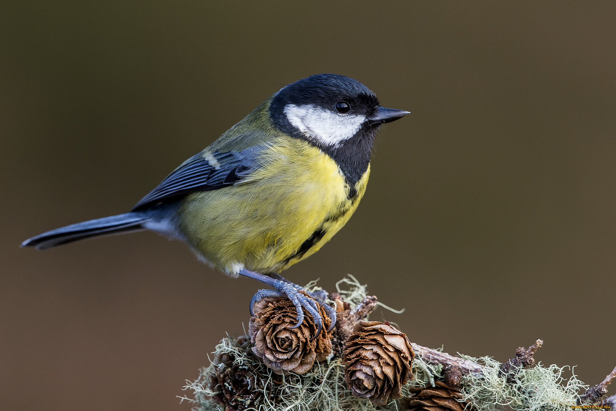 животные, синицы, , лазоревки, птичка