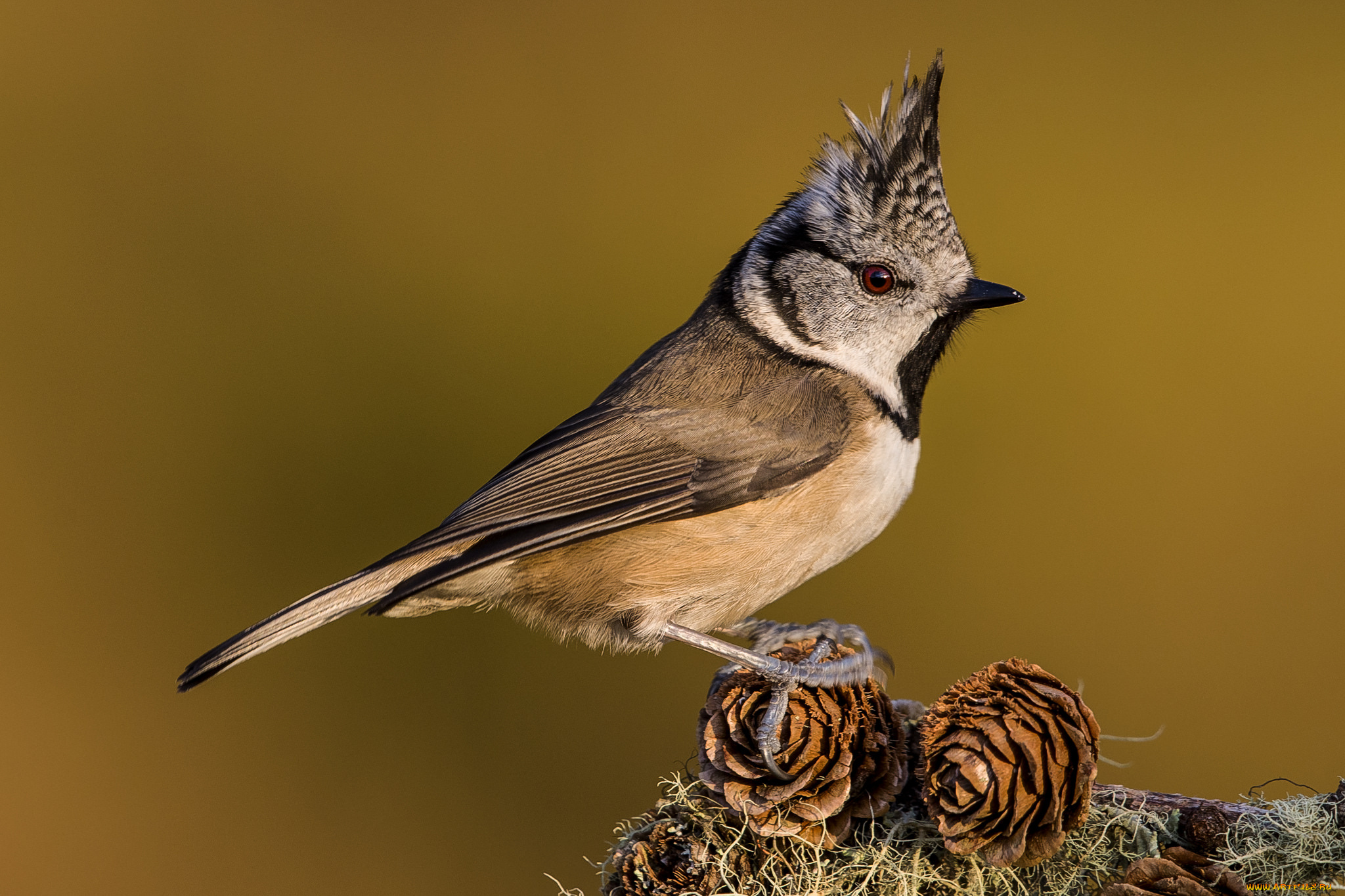 животные, синицы, , лазоревки, птичка