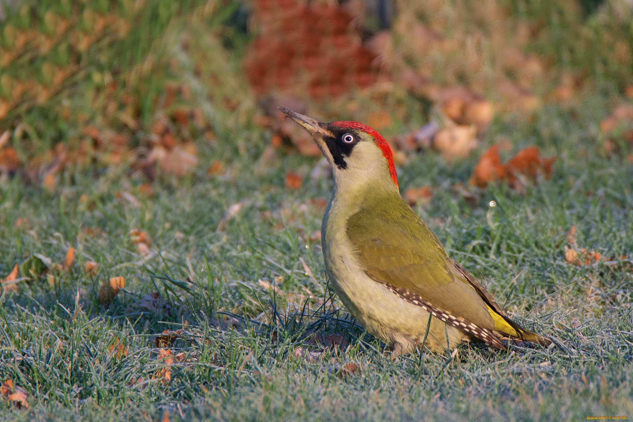 животные, дятлы, птичка