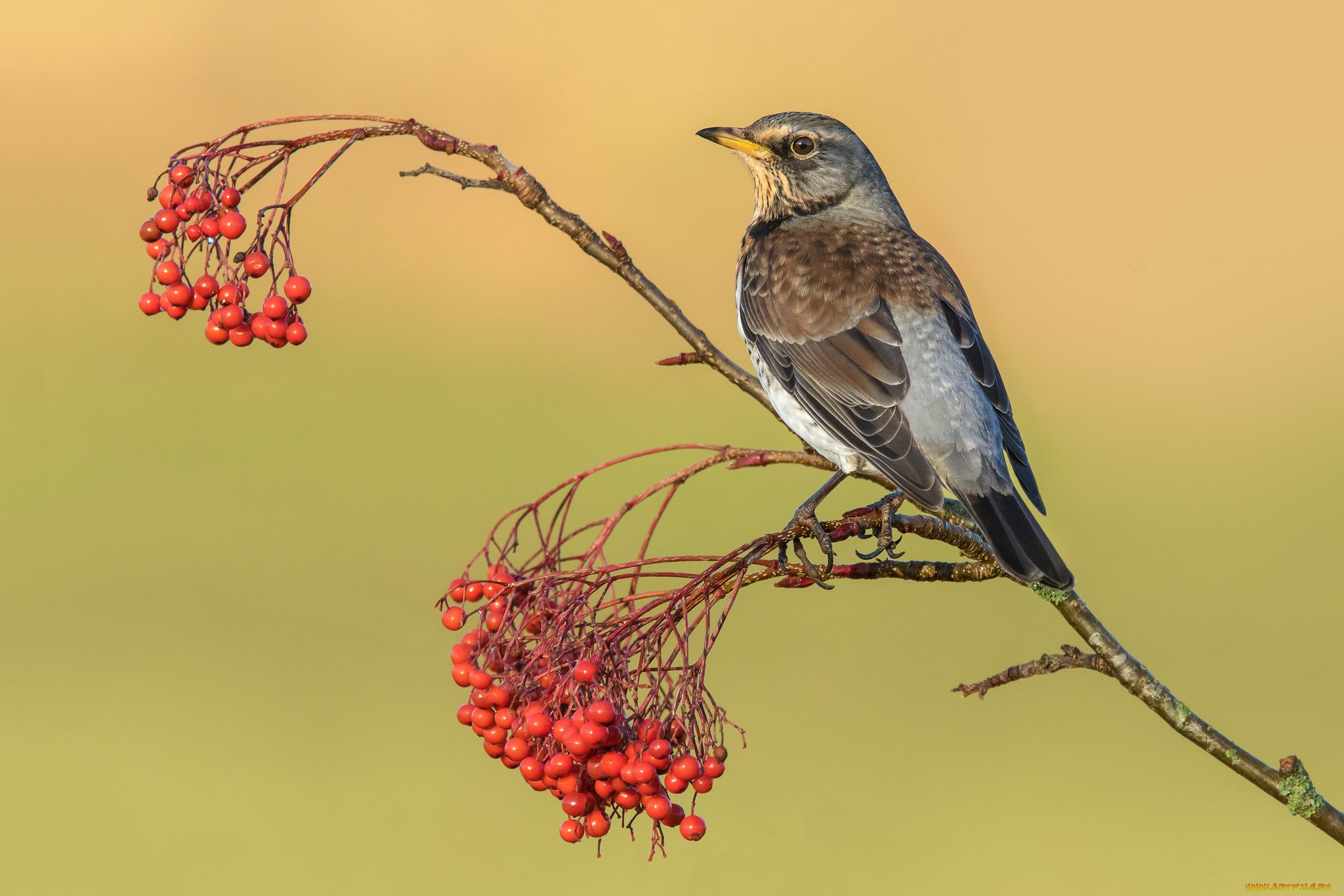 животные, птицы, птичка