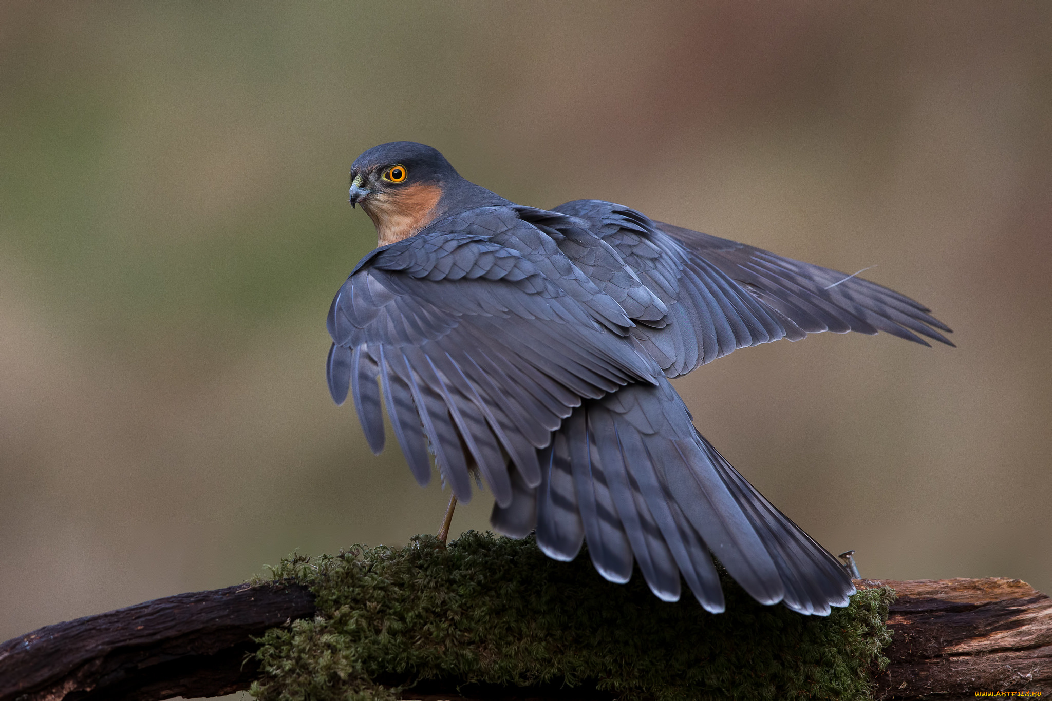 животные, птицы, птичка