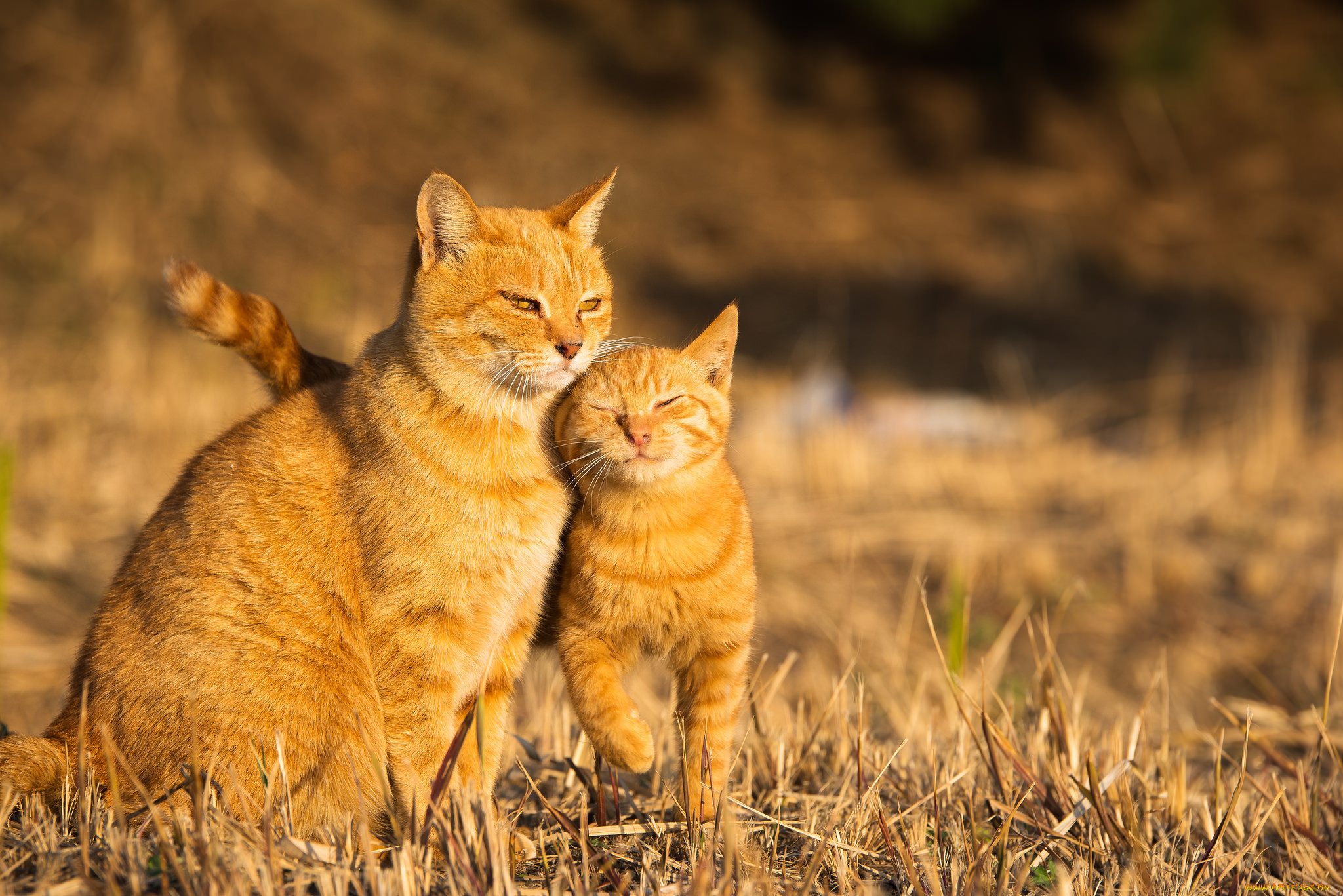 животные, коты