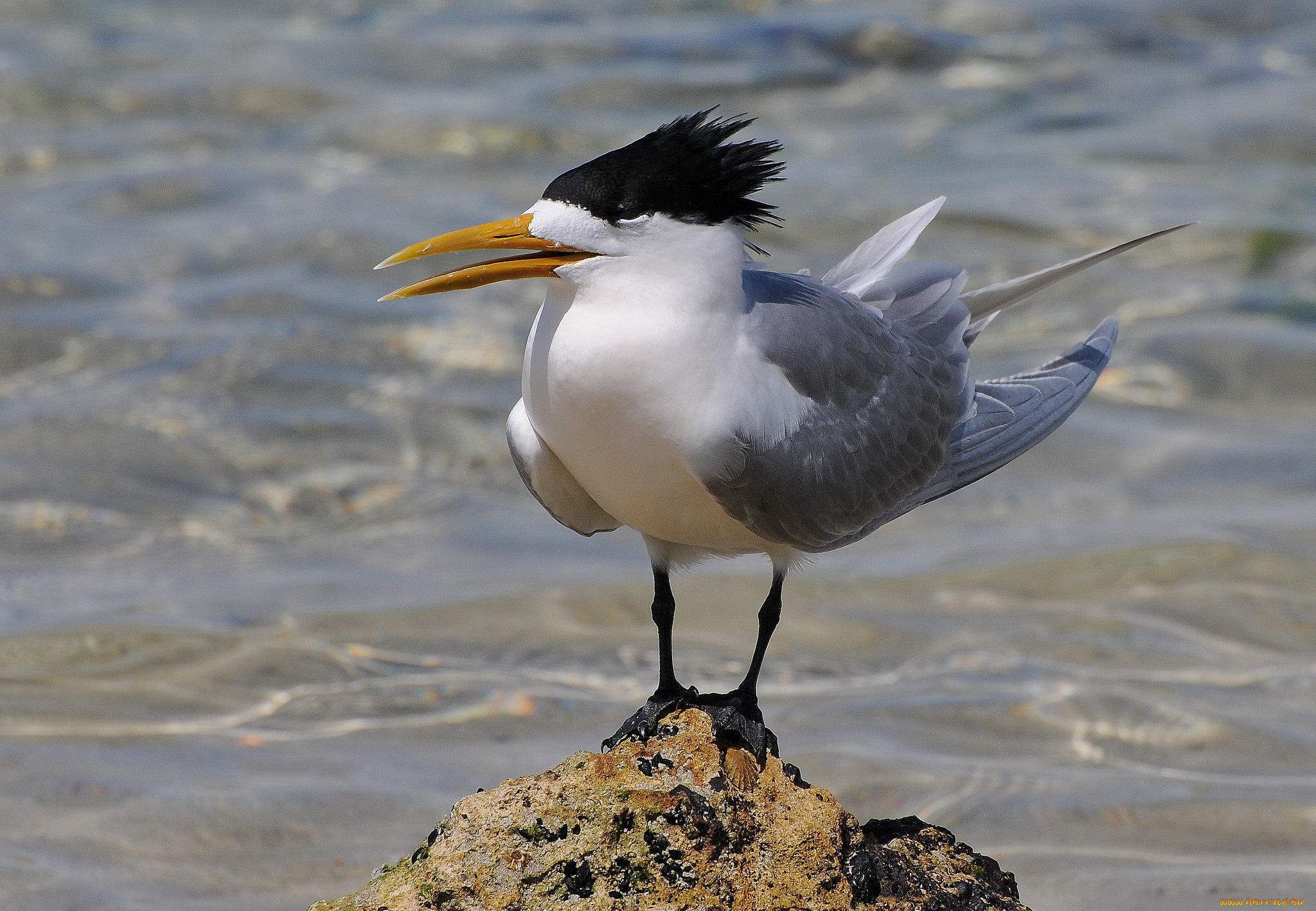 животные, Чайки, , бакланы, , крачки, птичка