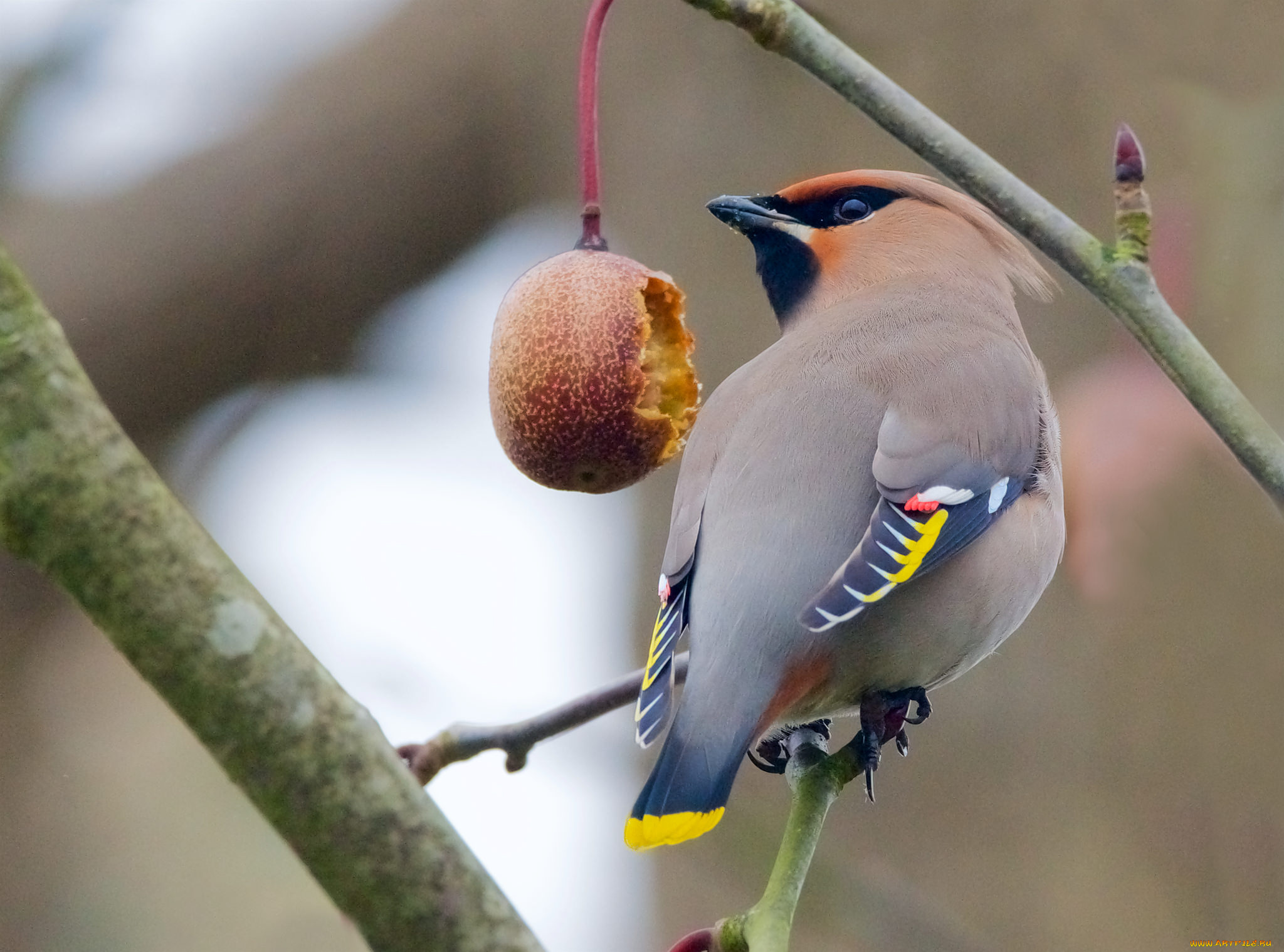 животные, птицы, птичка