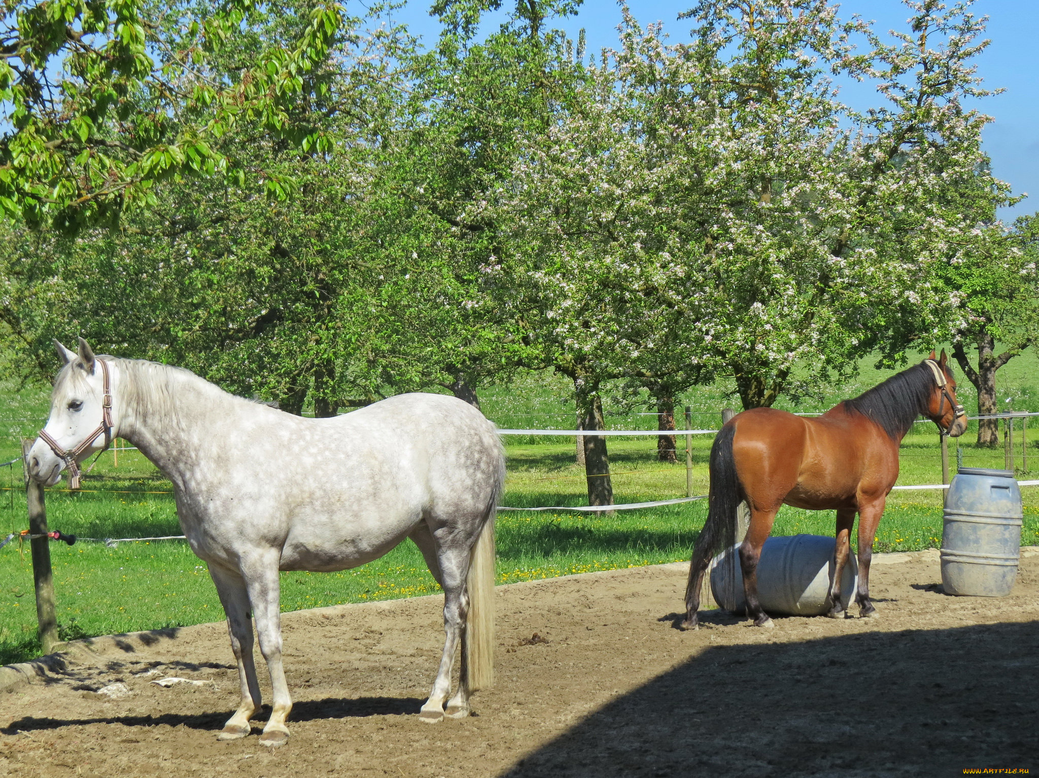 животные, лошади