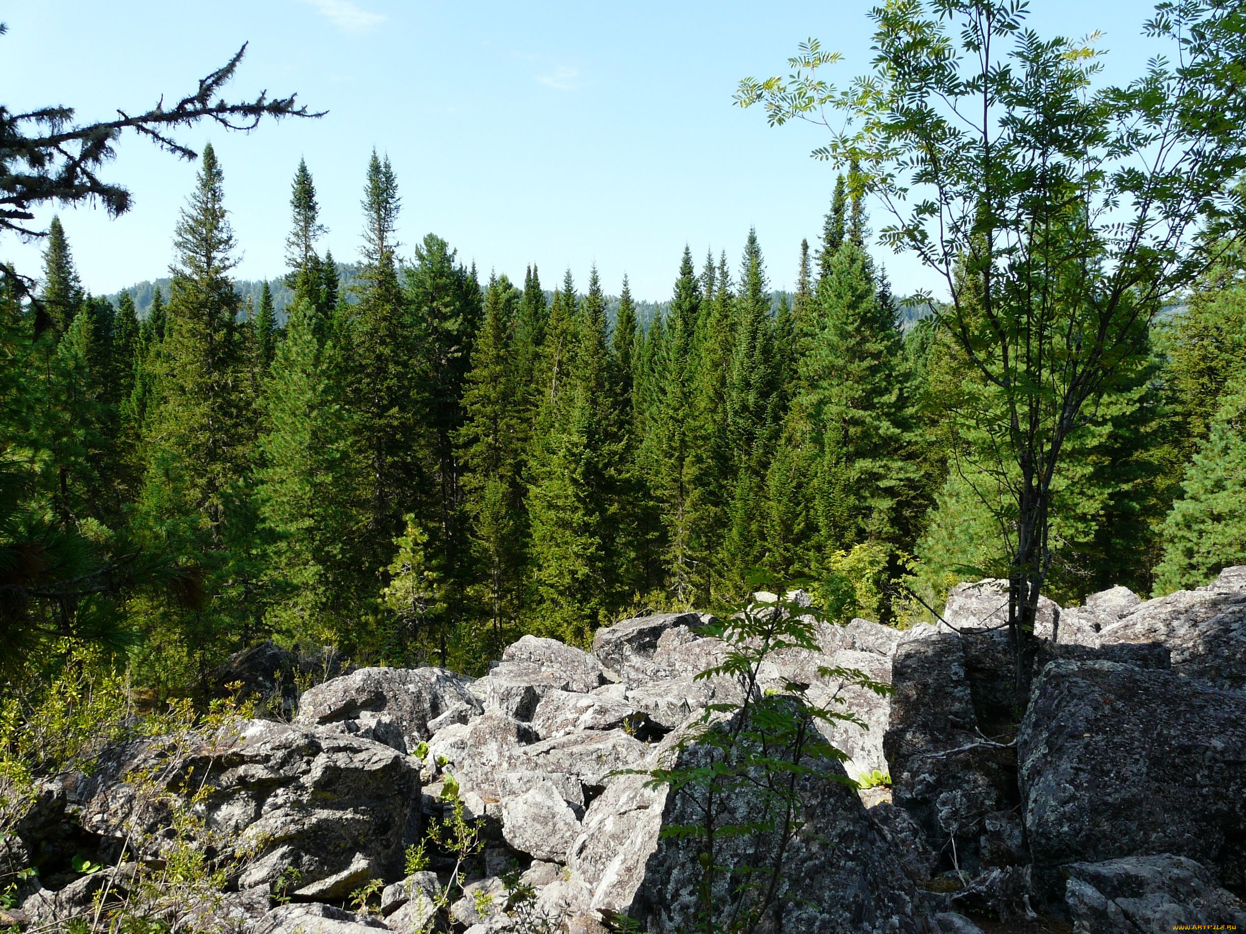 тайга, природа, лес, урал