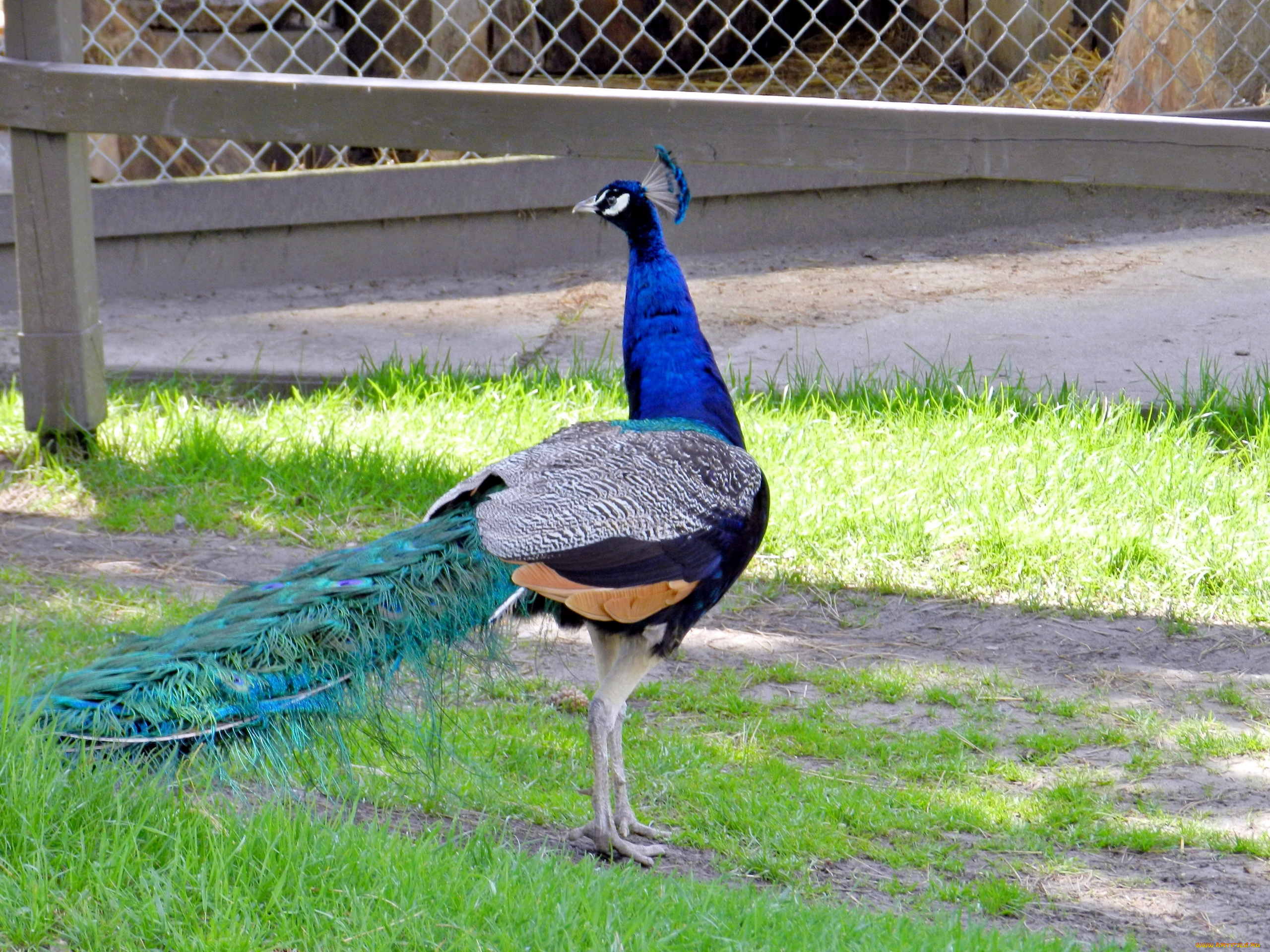 животные, павлины, хохолок, хвост