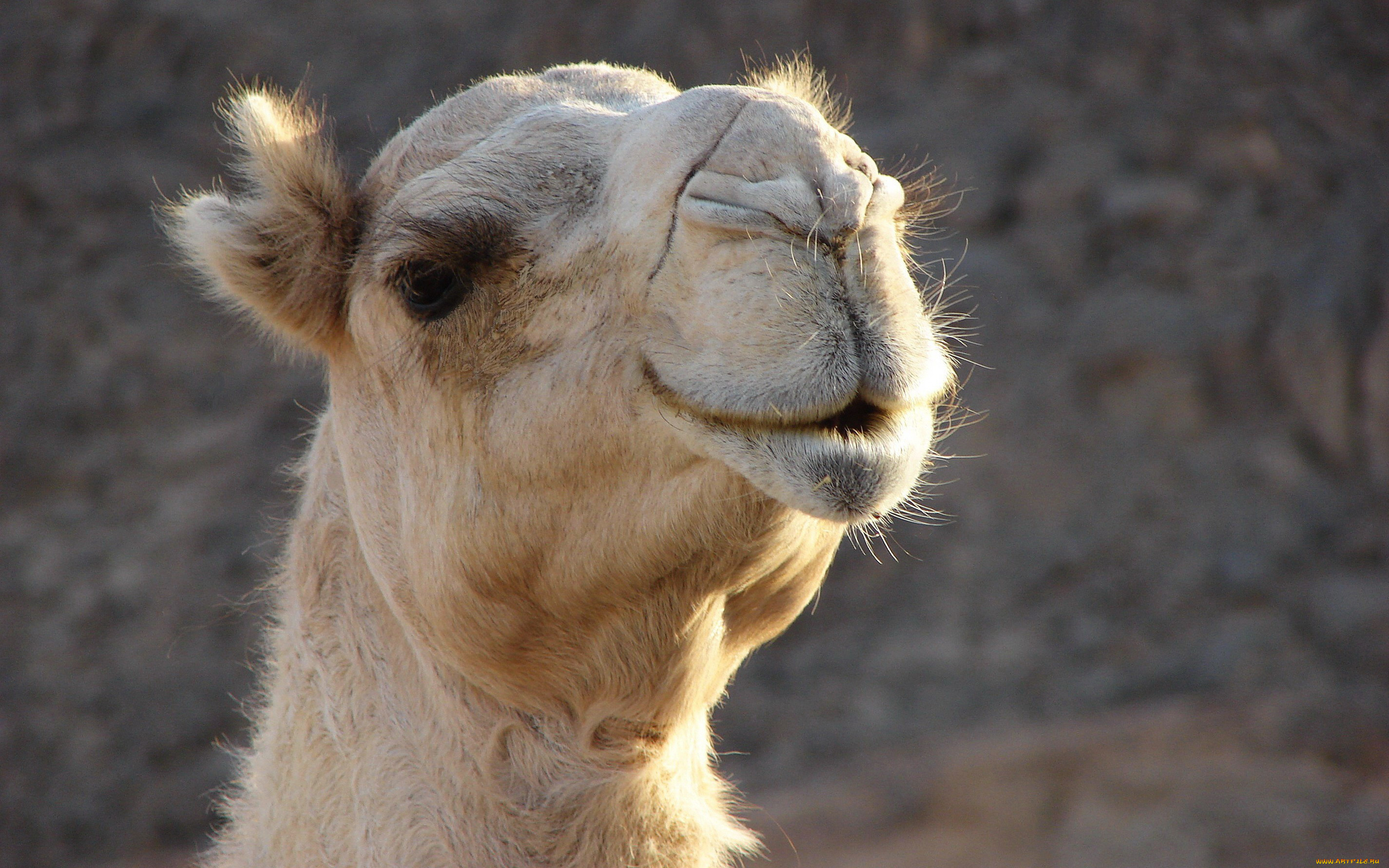 животные, верблюды, голова, белый, верблюд