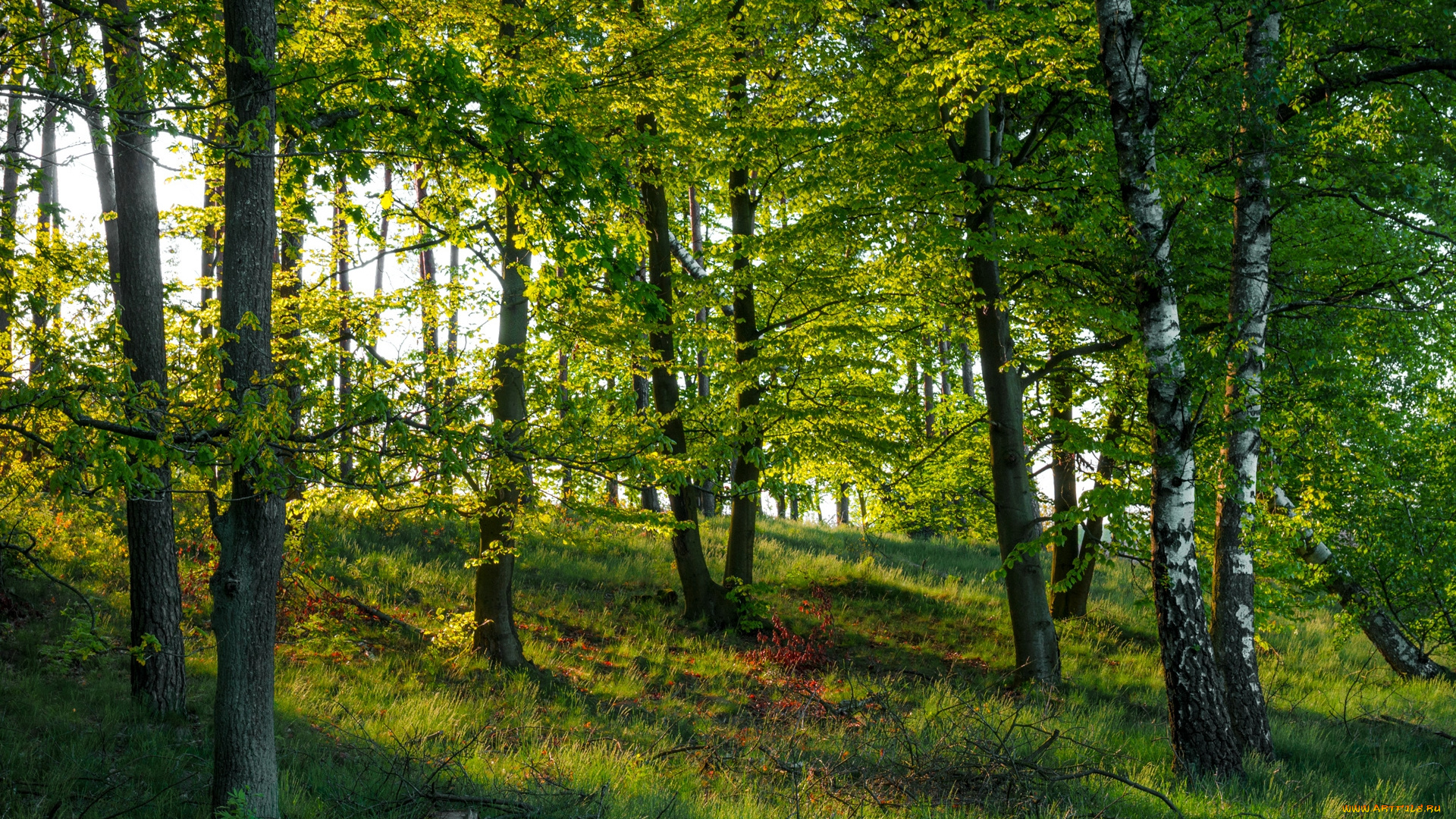 природа, лес, простор