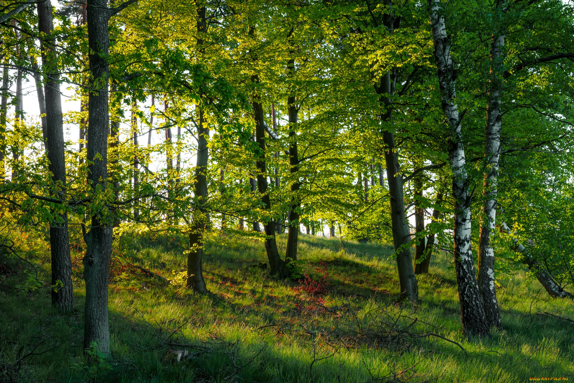 природа, лес, простор