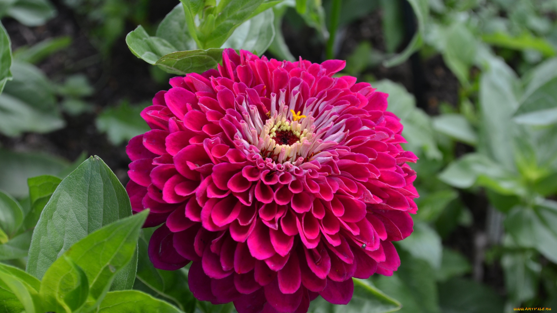 цинния, цветы, цветок