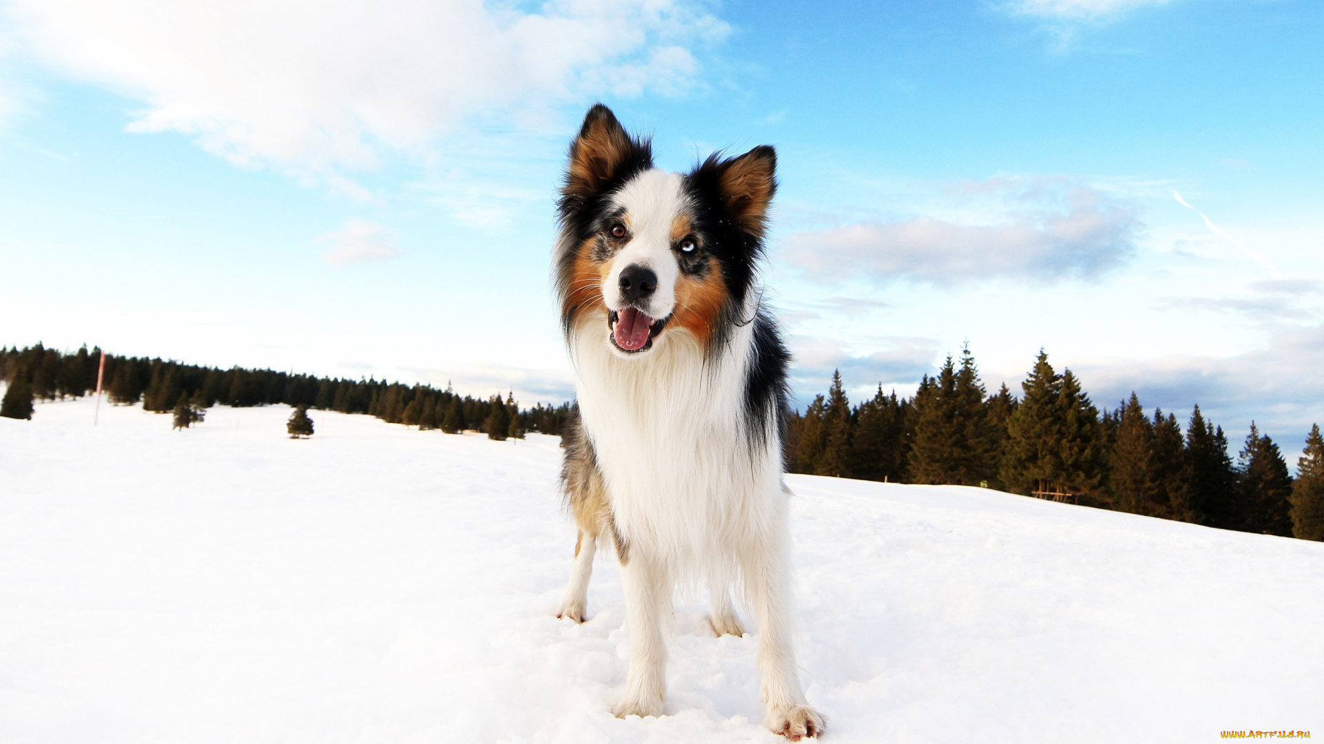 животные, собаки, собака, снег, лес