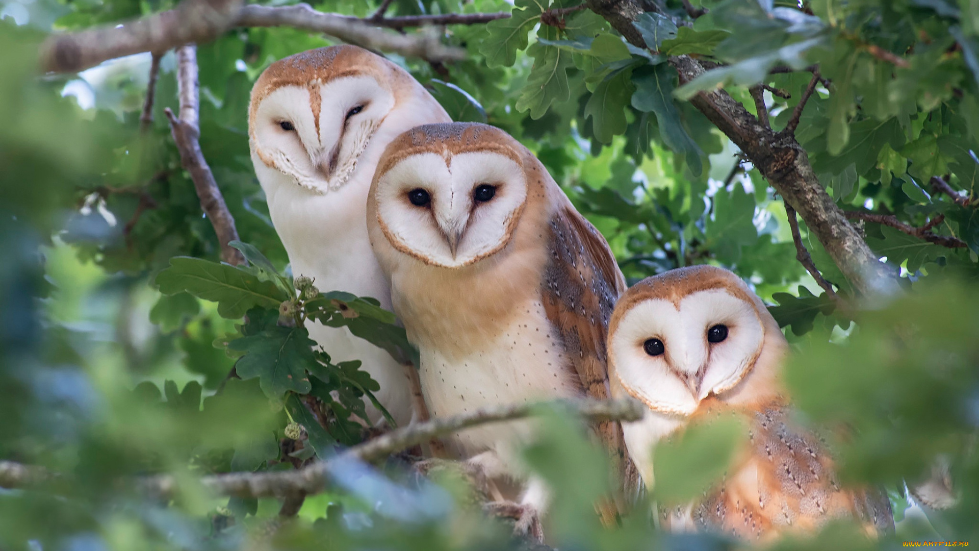 животные, совы, птицы, ветки, сова, листва, три, трио, боке, сипуха, дуб, сипухи