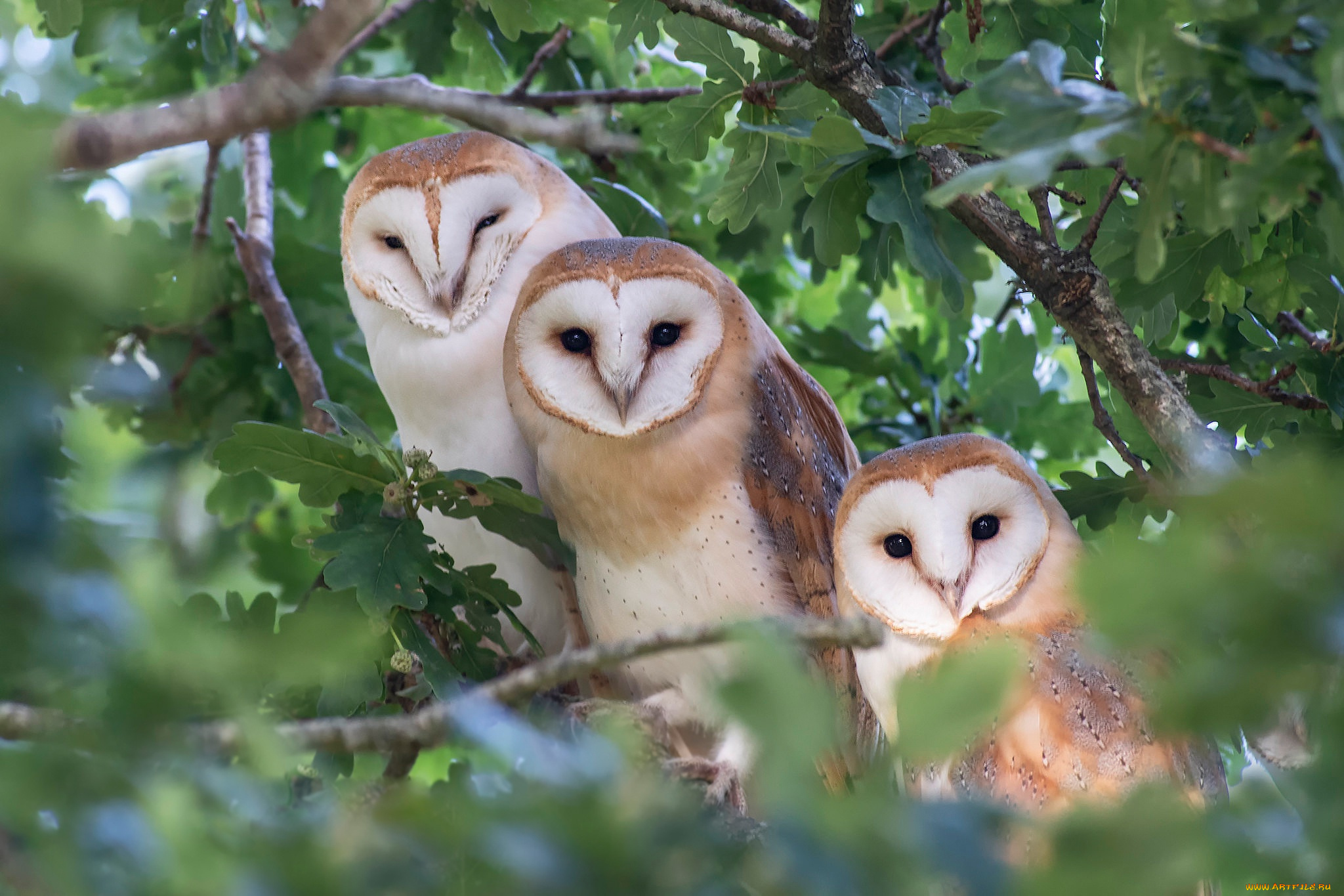 животные, совы, птицы, ветки, сова, листва, три, трио, боке, сипуха, дуб, сипухи