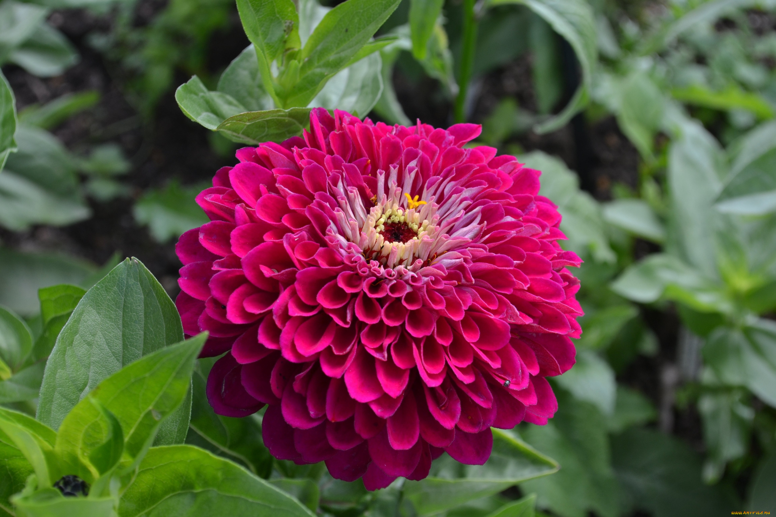 цинния, цветы, цветок