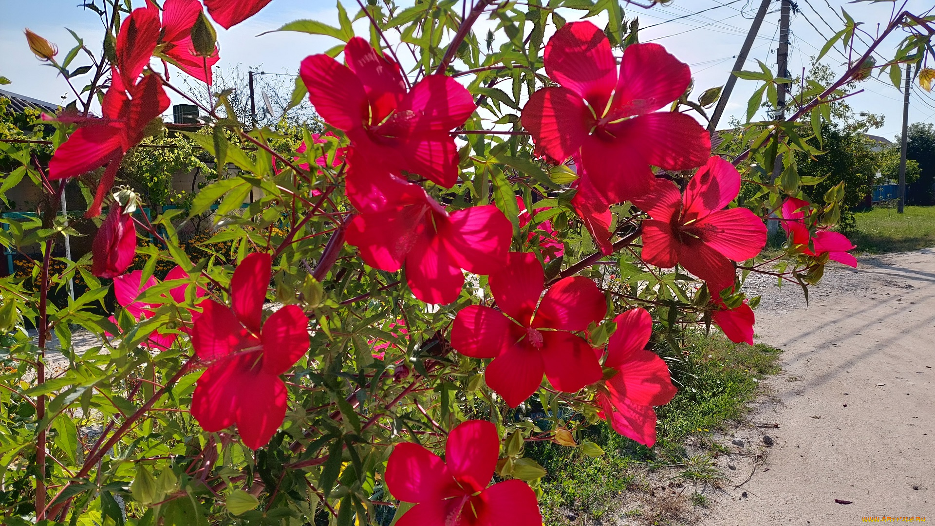 цветы, гибискусы, гибискус