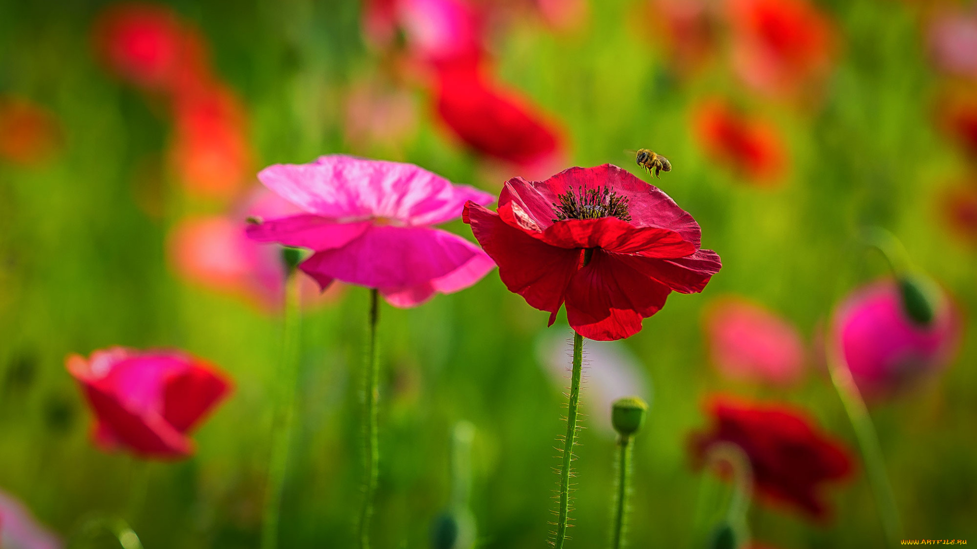 цветы, маки