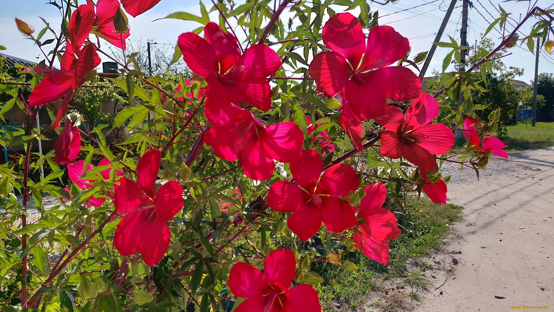 цветы, гибискусы, гибискус