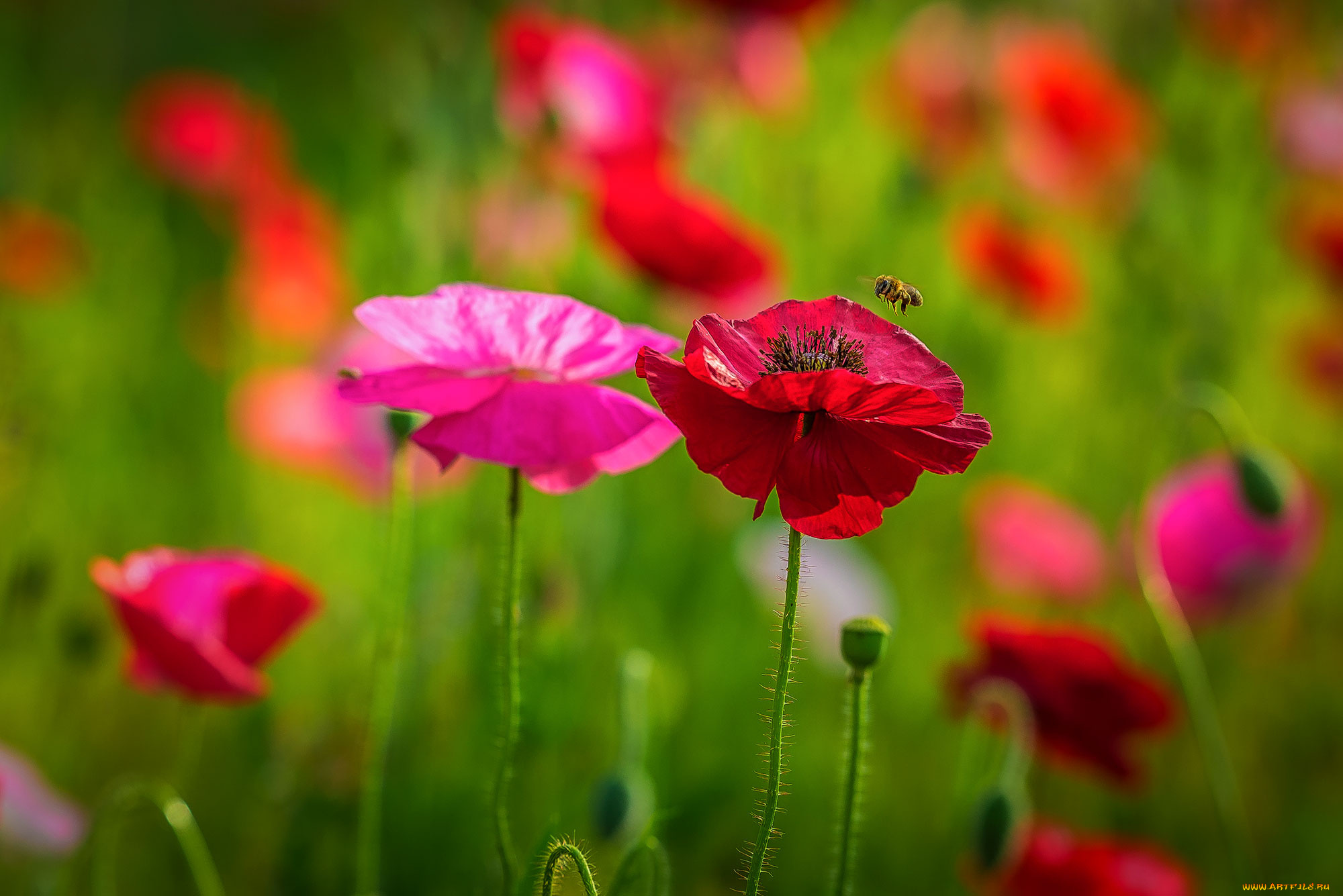 цветы, маки