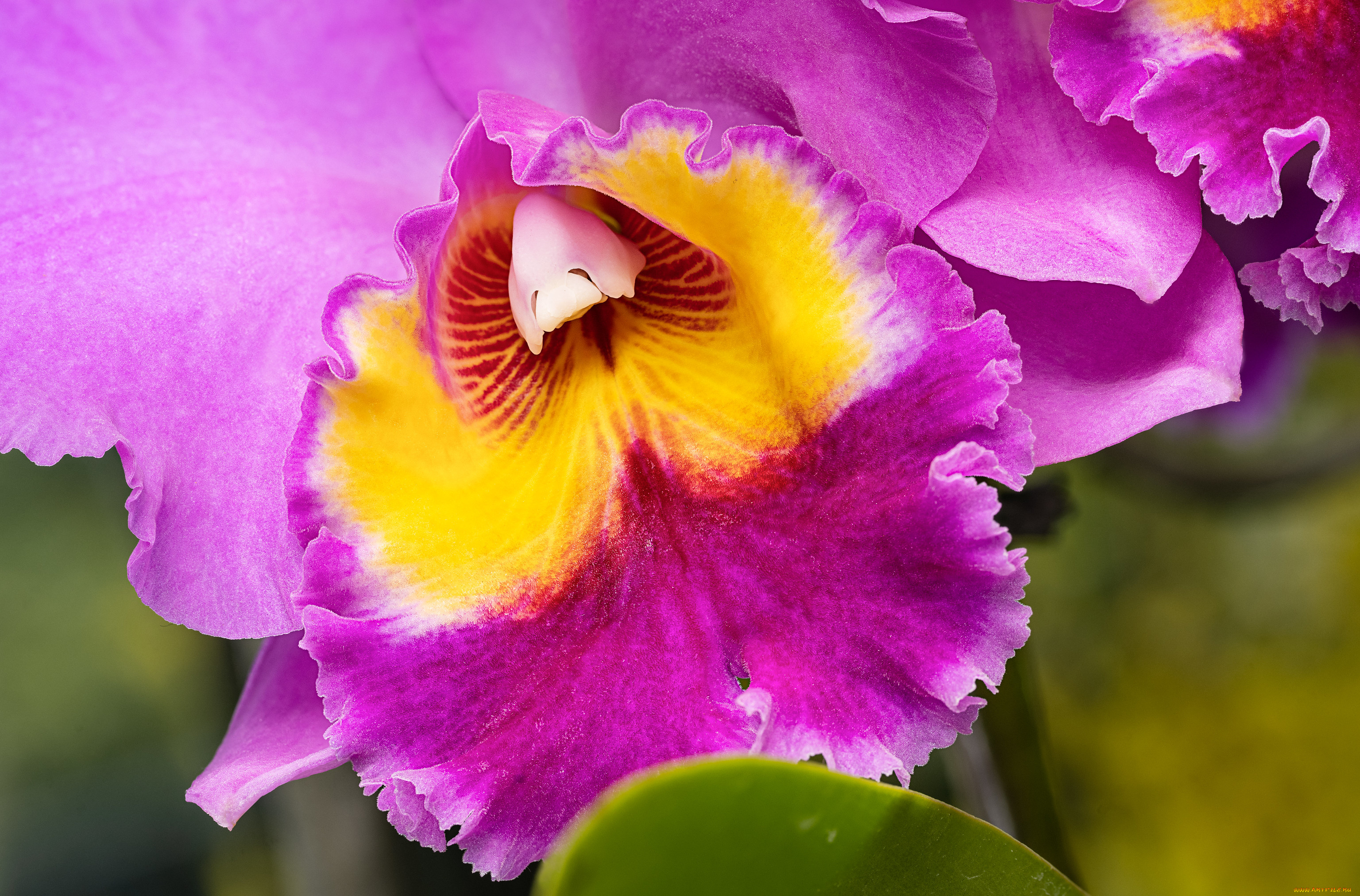 цветы, орхидеи, орхидея