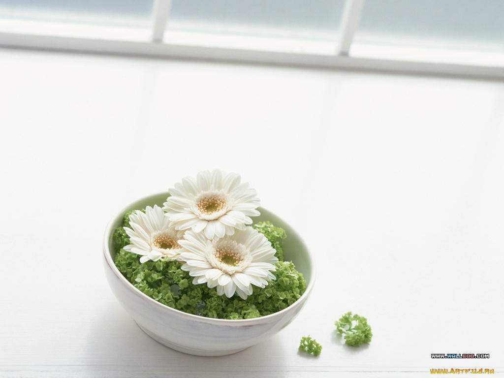 цветы, герберы