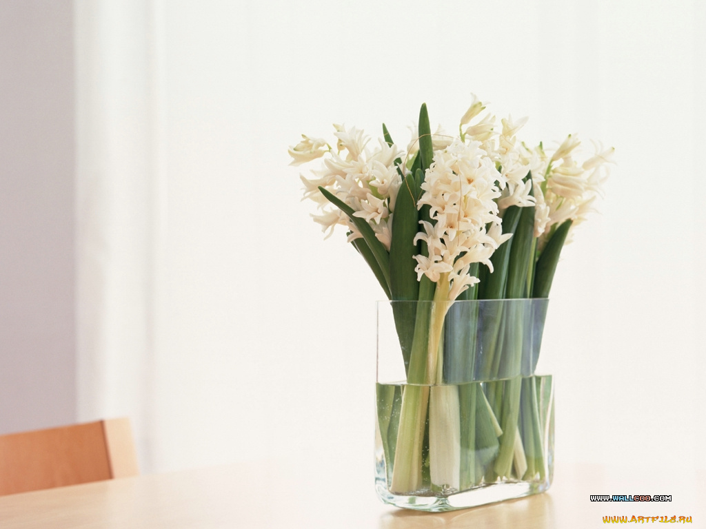 цветы, гиацинты