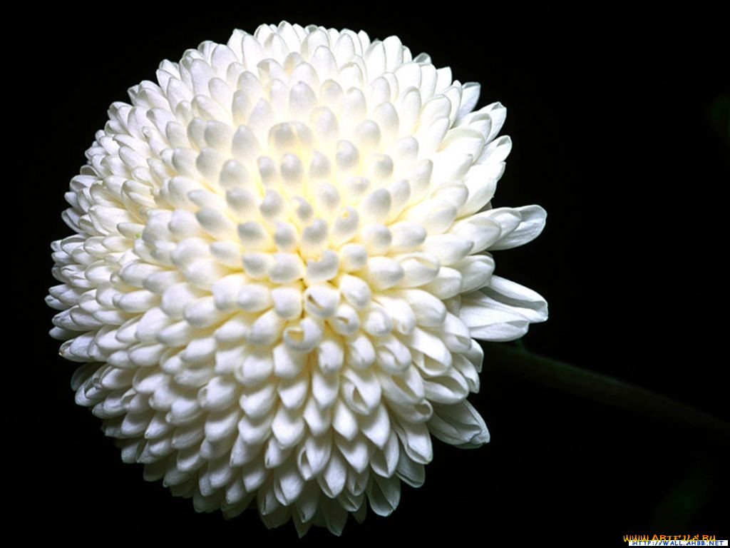 цветы, хризантемы