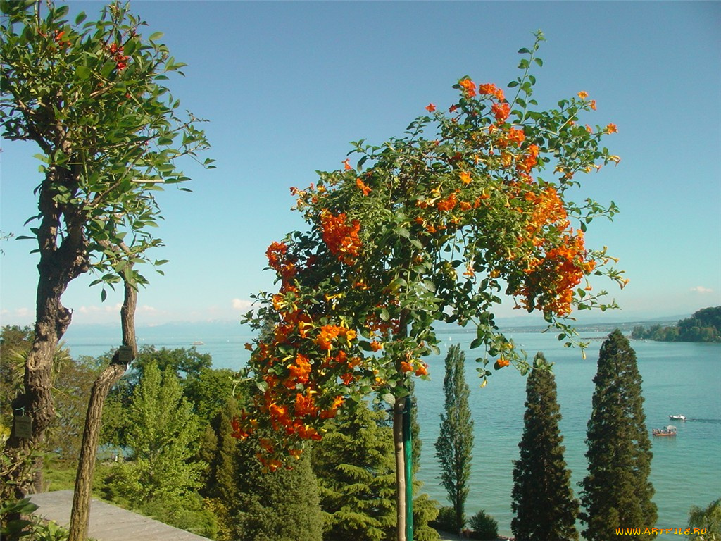 цветы, кампсис, текома