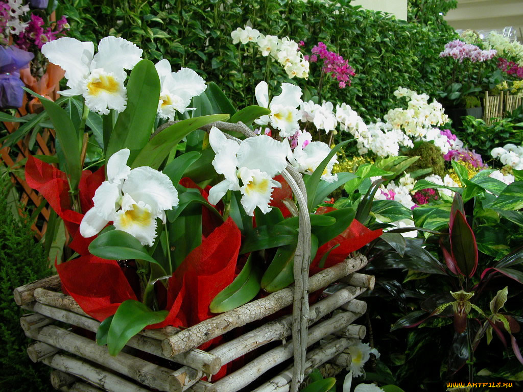 цветы, орхидеи