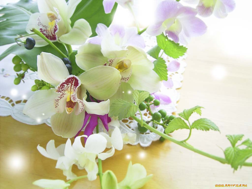 цветы, орхидеи