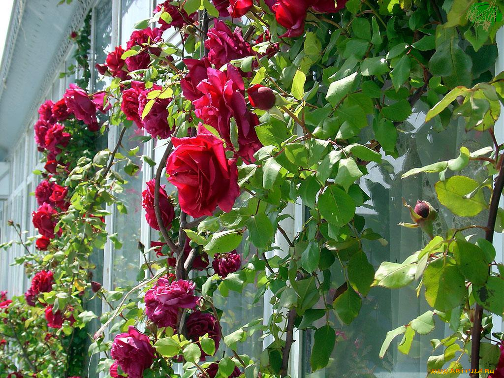 цветы, розы